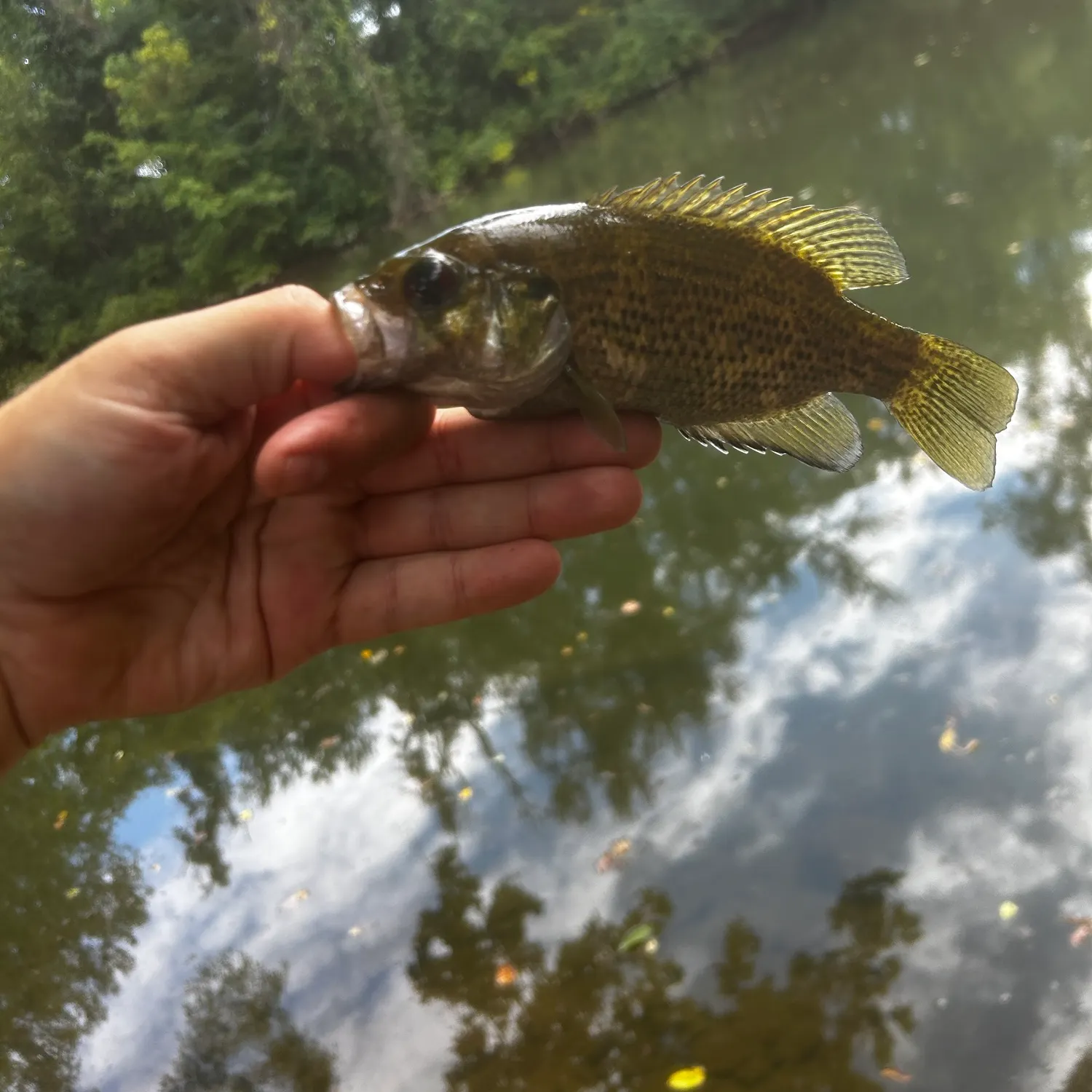 Rock bass caught on Fishbrain
