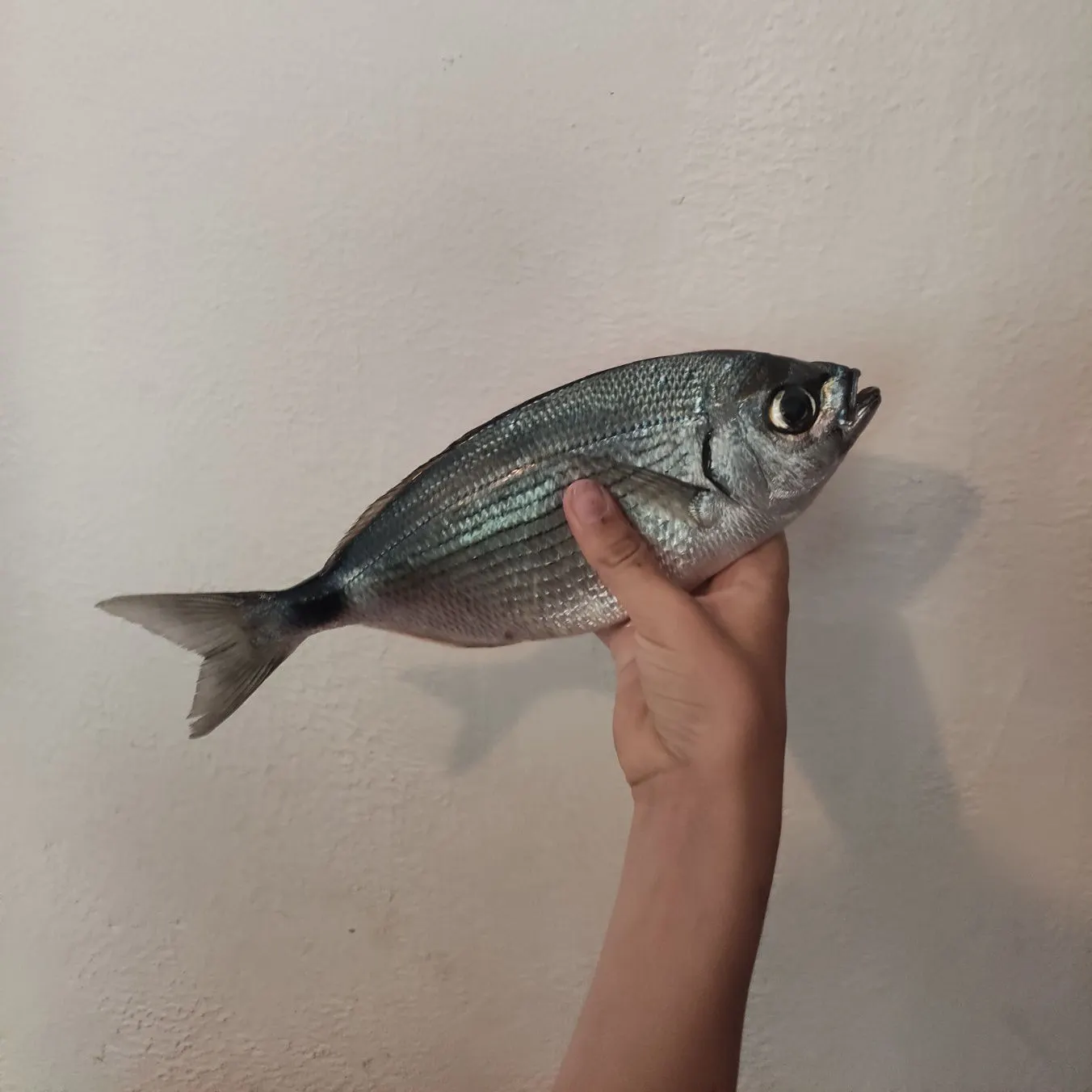 The most recent Saddled seabream catches on Fishbrain