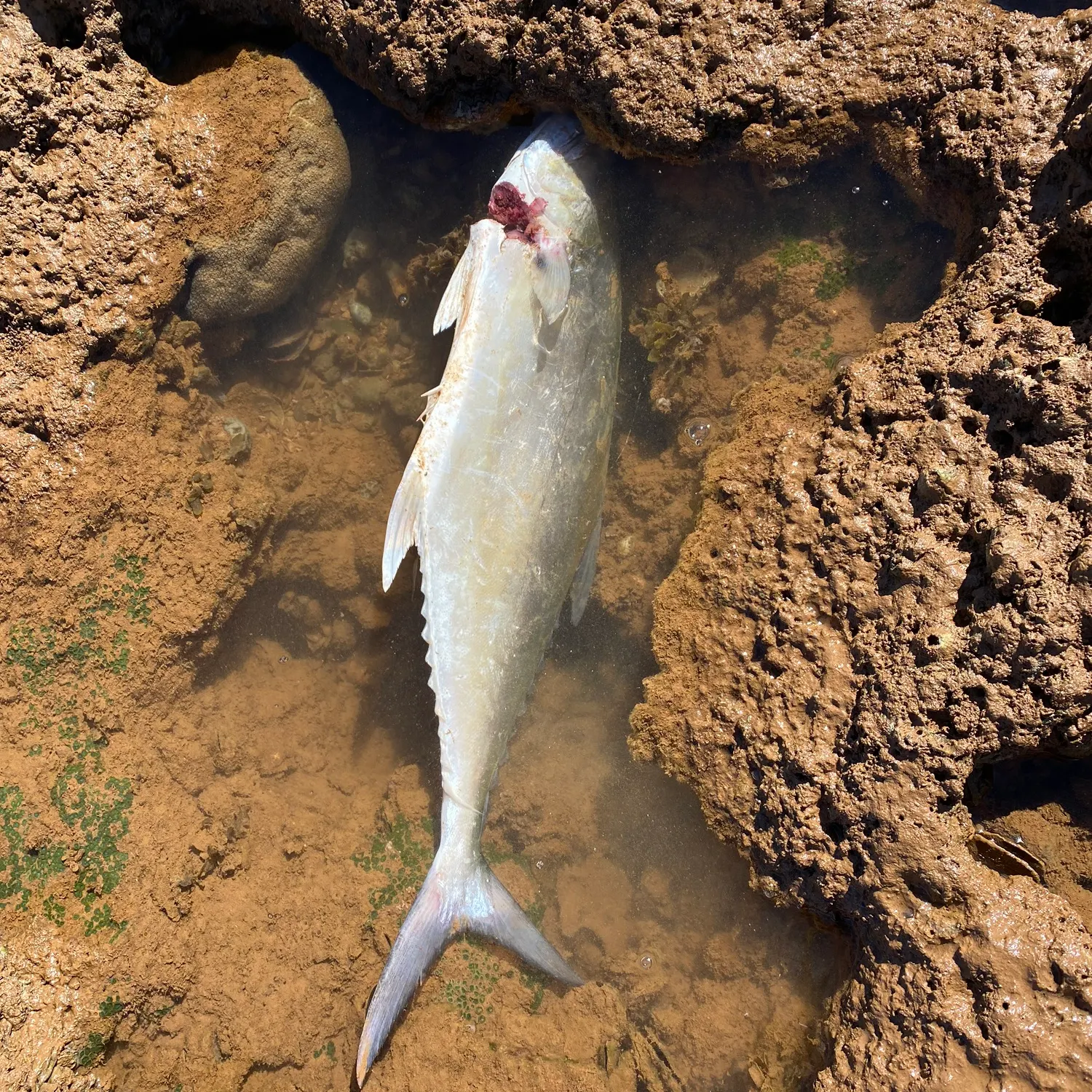 Talang queenfish caught on Fishbrain