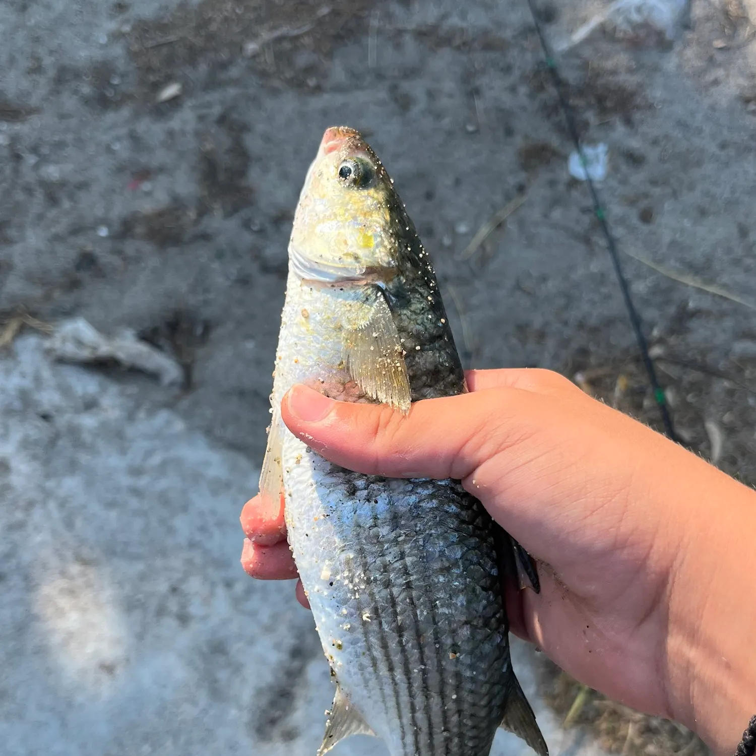 Striped mullet caught on Fishbrain