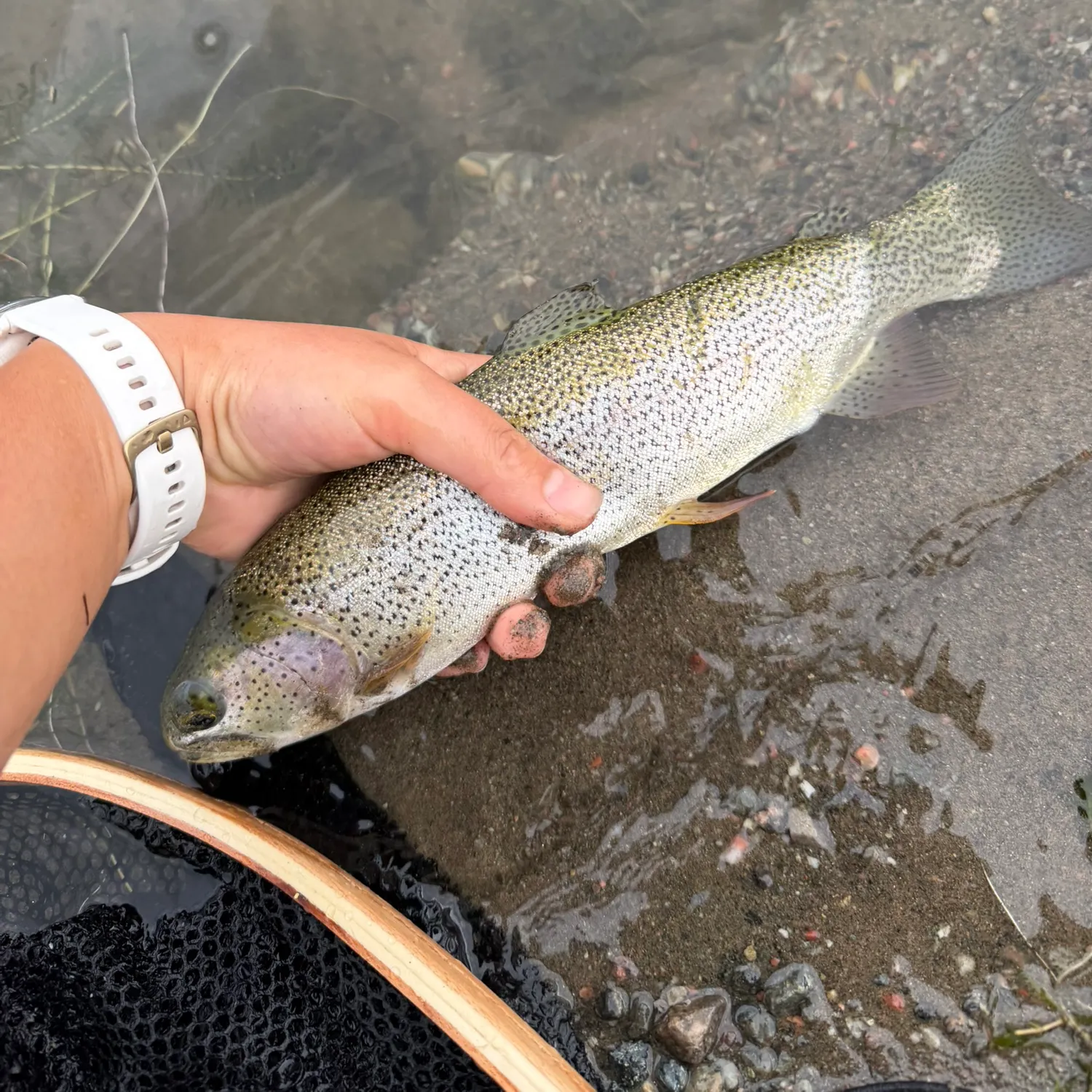Rainbow trout caught on Fishbrain