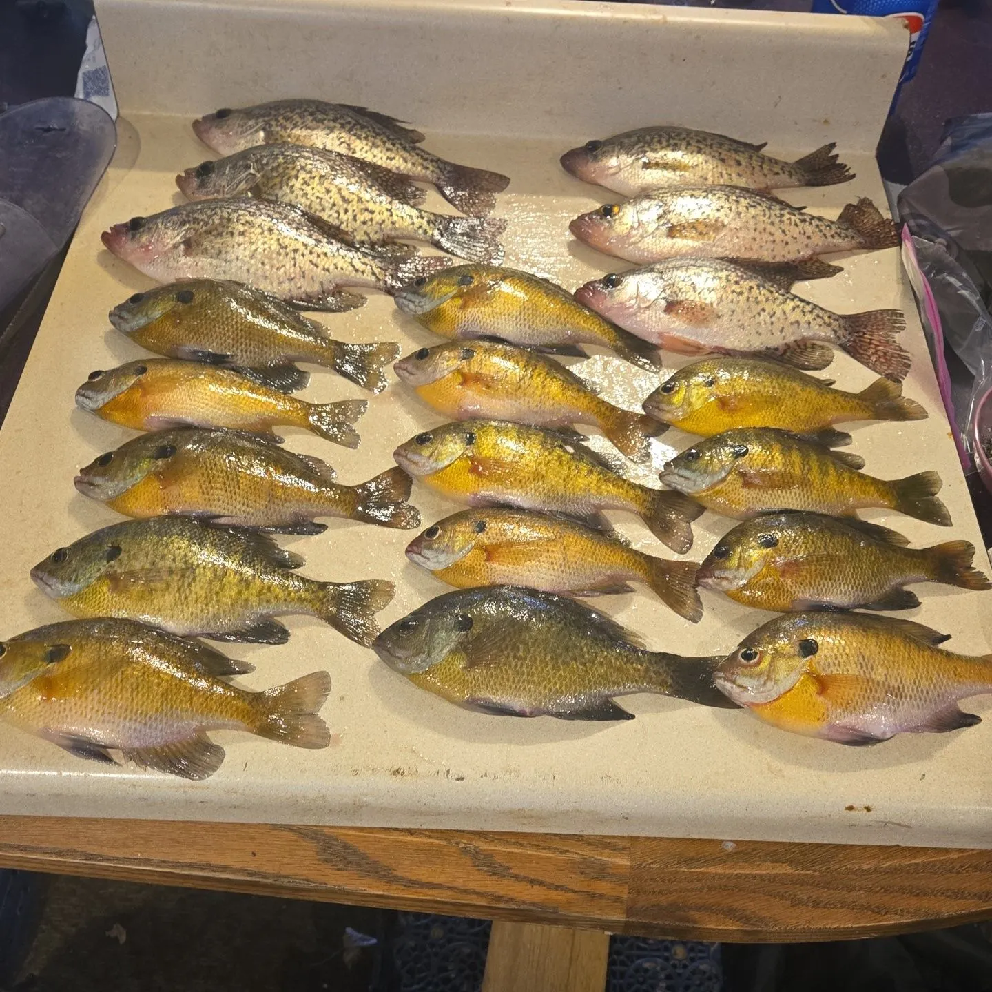 recently logged catches