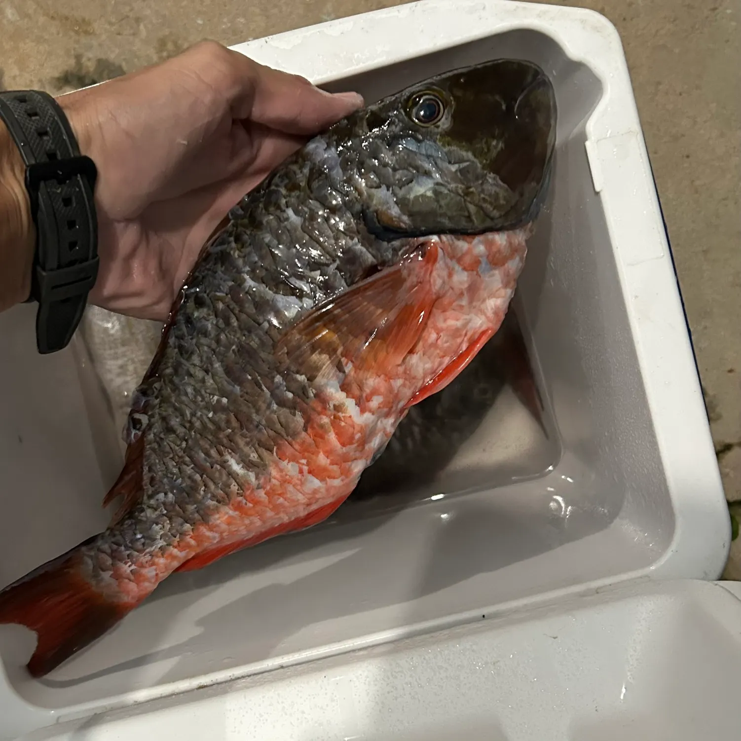 The most recent Redtail parrotfish catches on Fishbrain