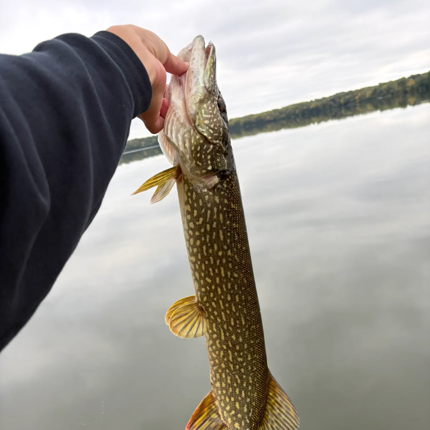 Northern pike caught on Fishbrain