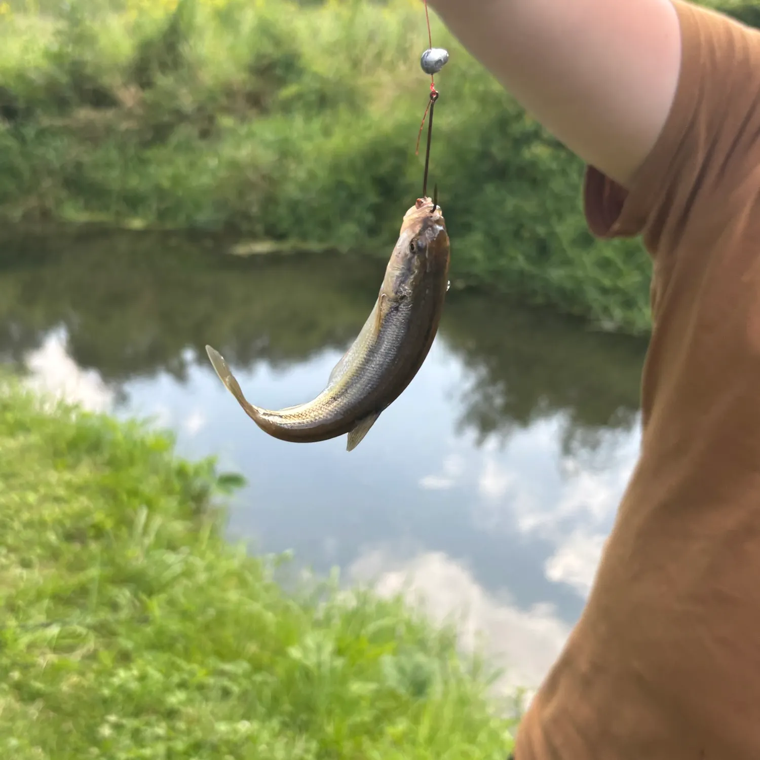 Creek chub caught on Fishbrain