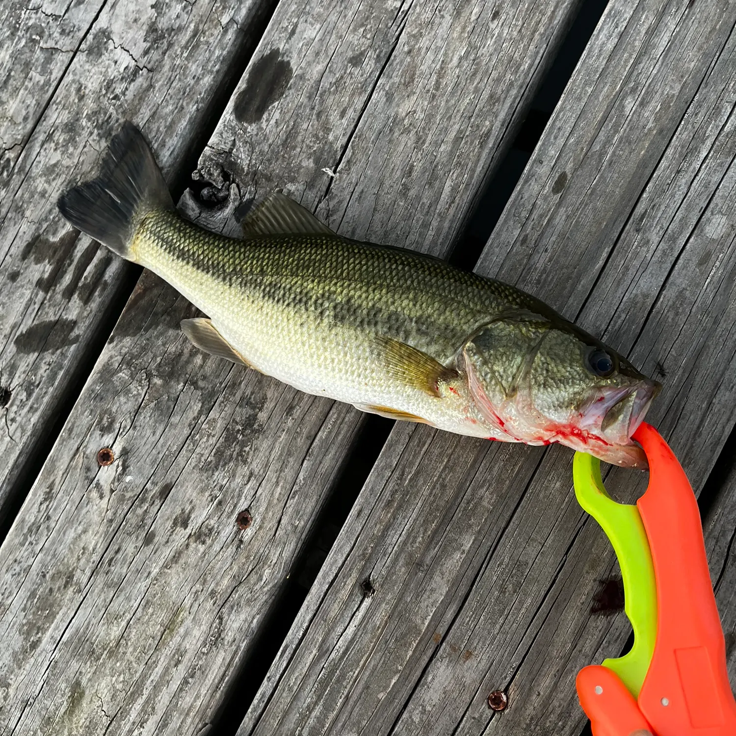 Largemouth bass caught on Fishbrain