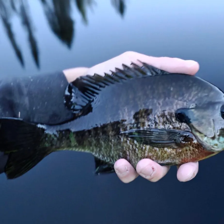 Bluegill caught on Fishbrain