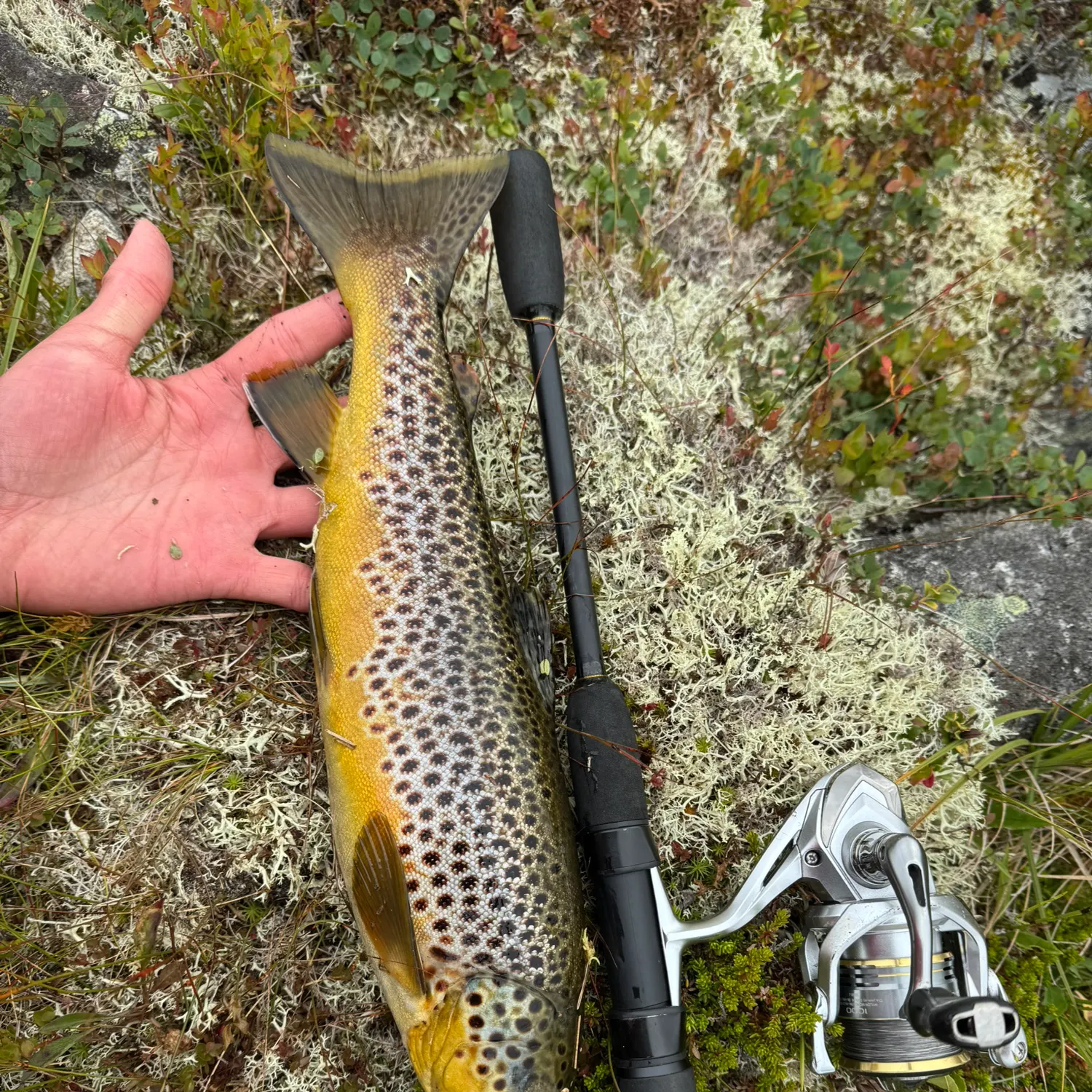 Brown trout caught on Fishbrain