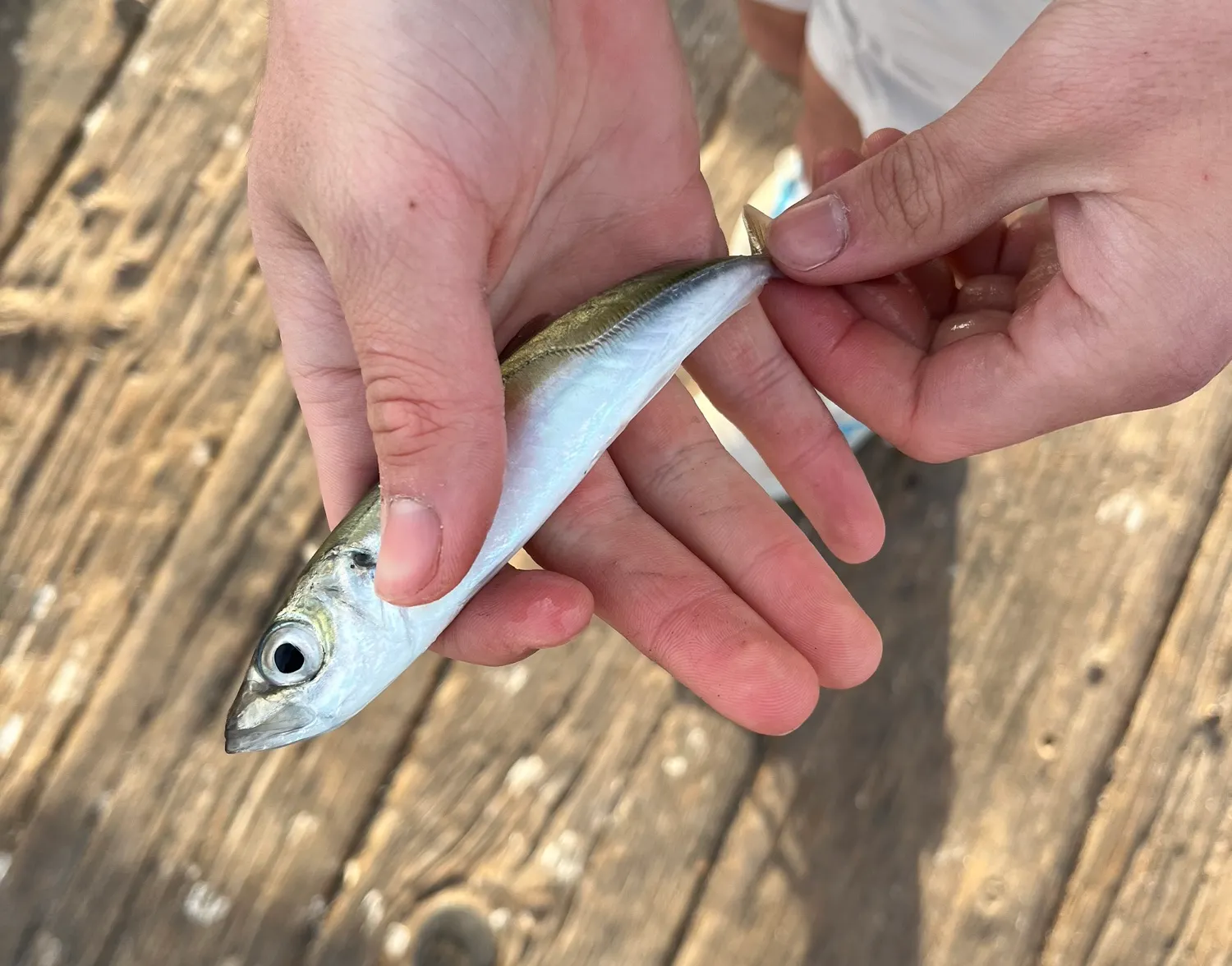 Pacific jack mackerel