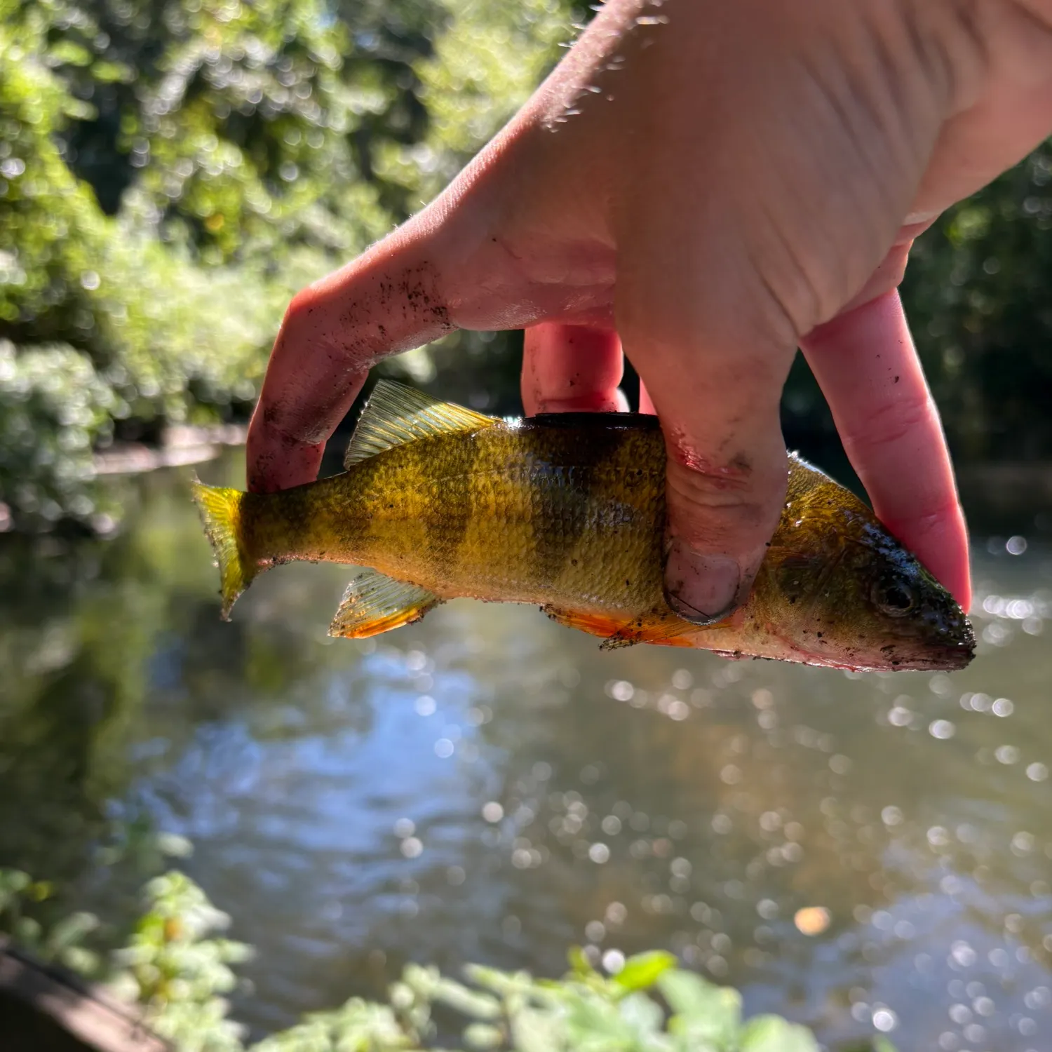 Yellow perch caught on Fishbrain