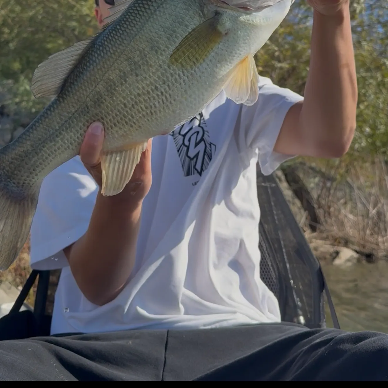 Largemouth bass caught on Fishbrain