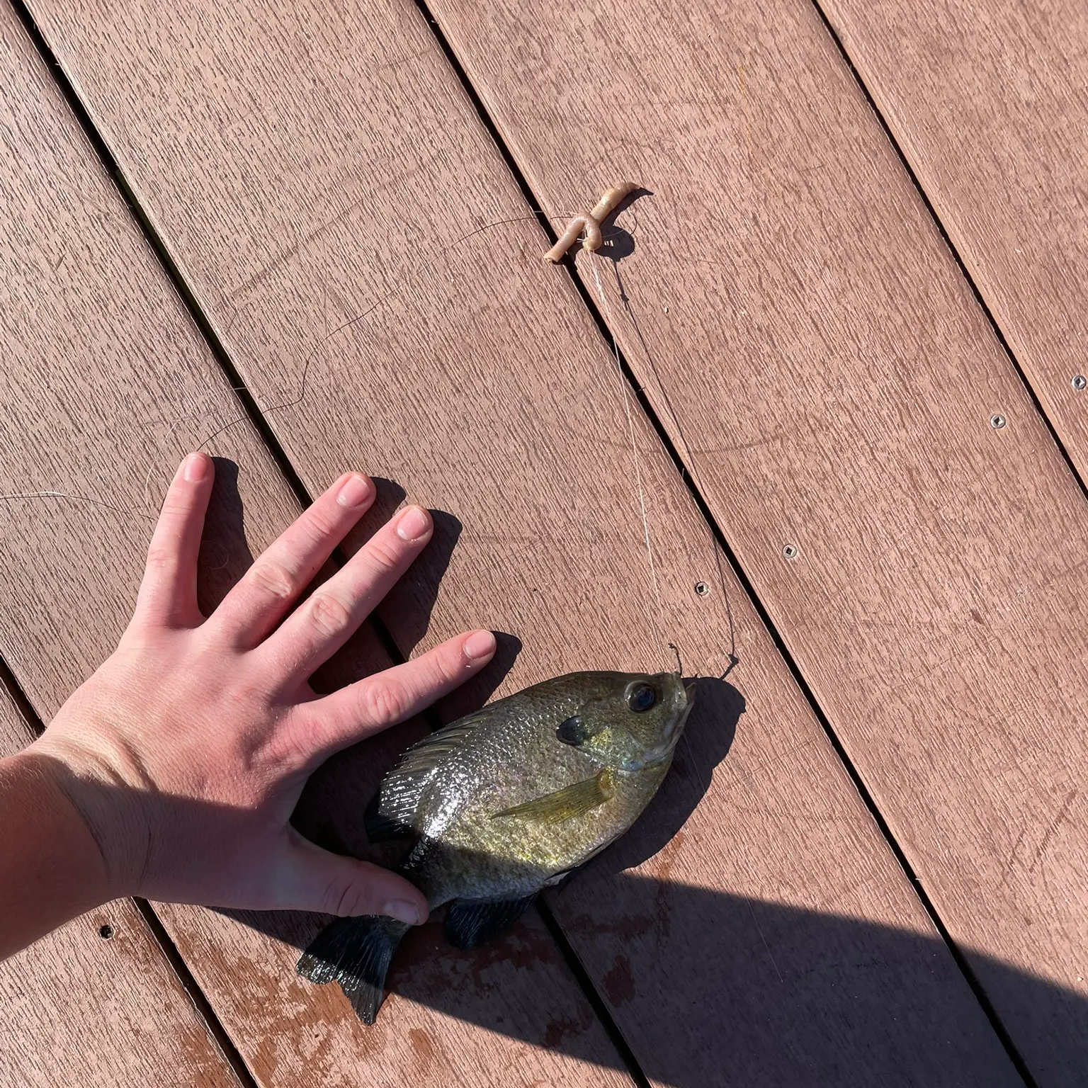 The most recent Bluegill catches on Fishbrain