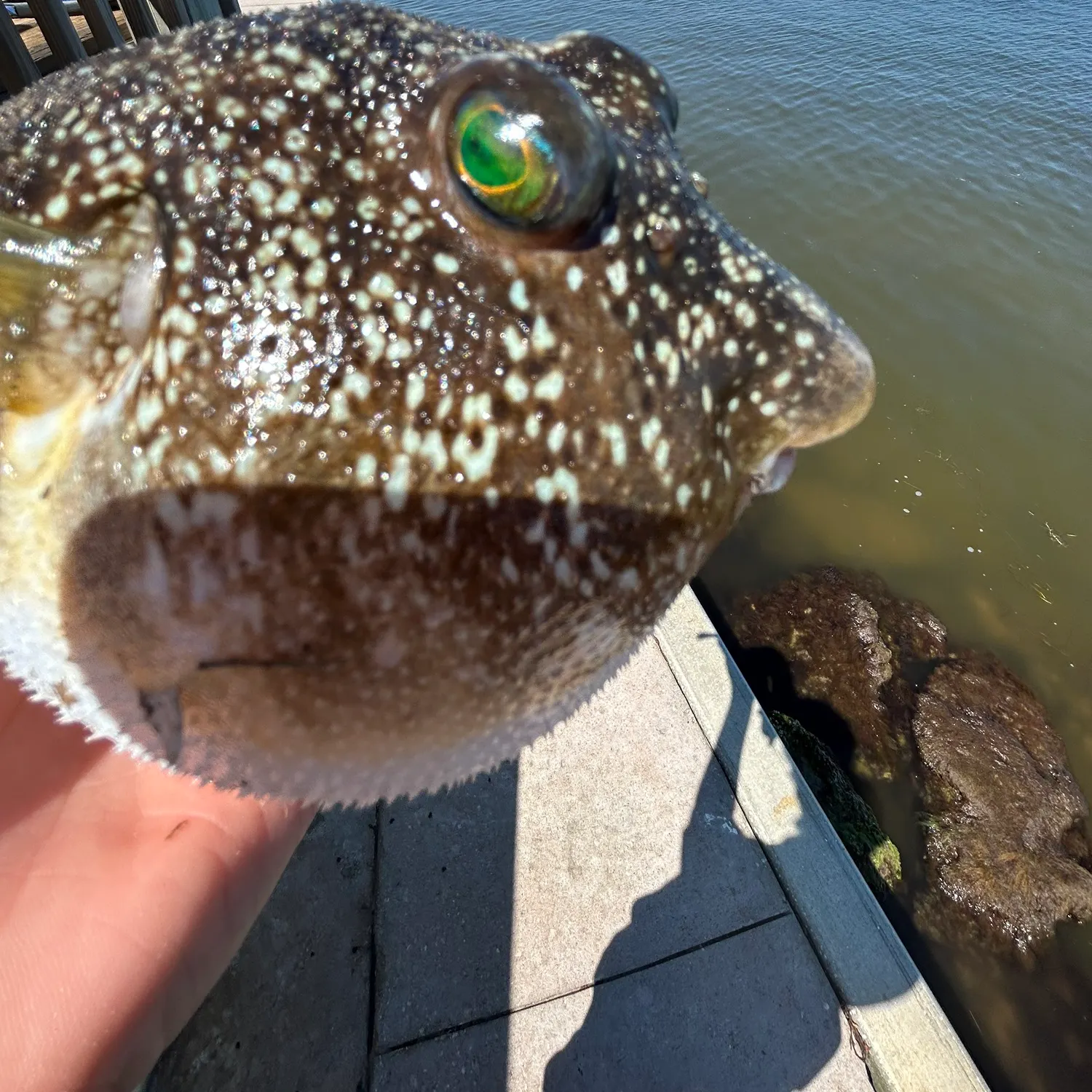 The most recent Northern puffer catches on Fishbrain