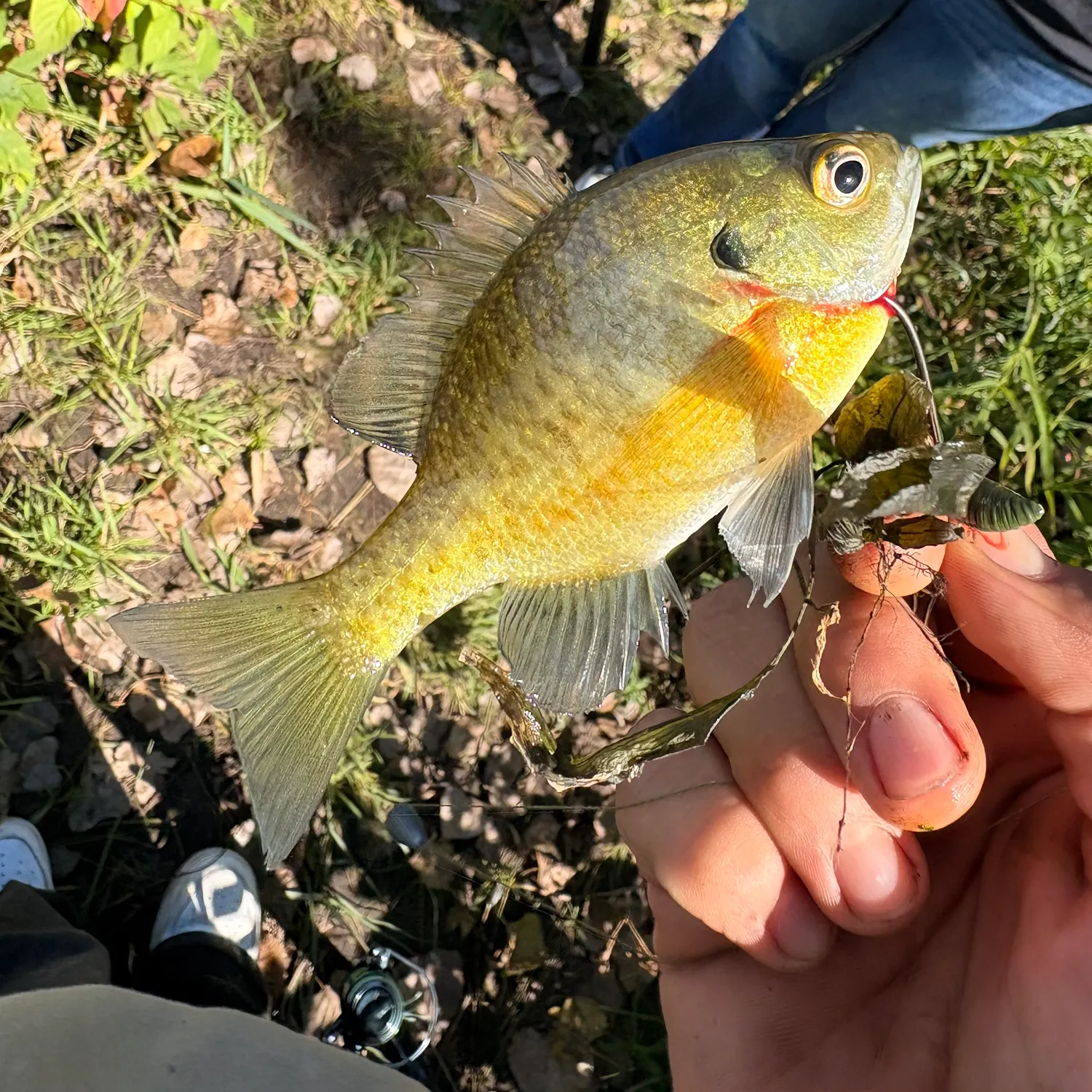 Bluegill caught on Fishbrain