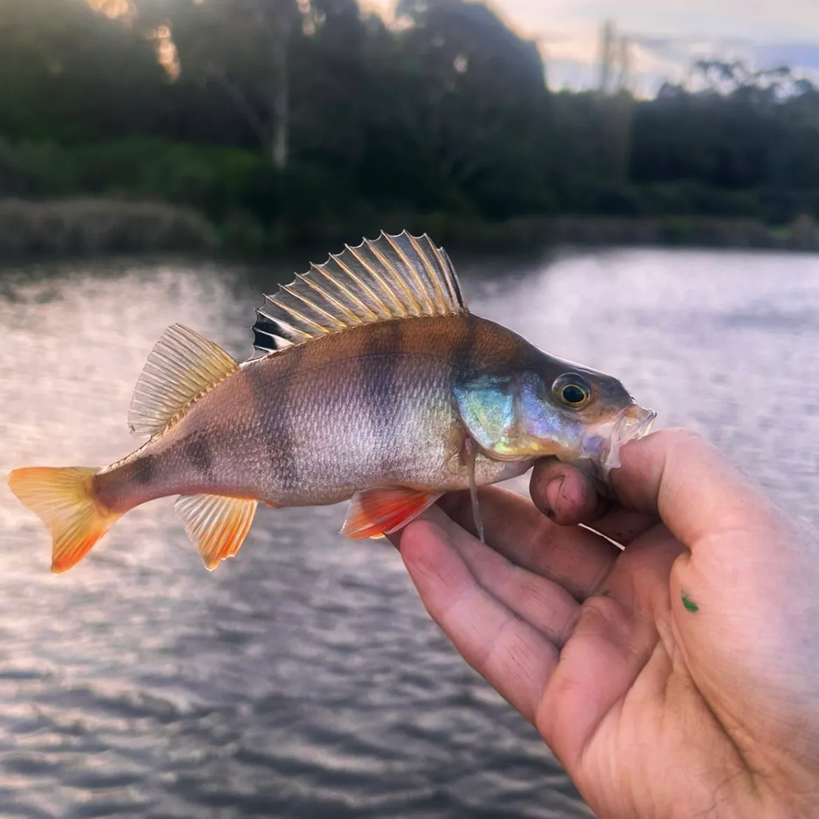 European perch caught on Fishbrain
