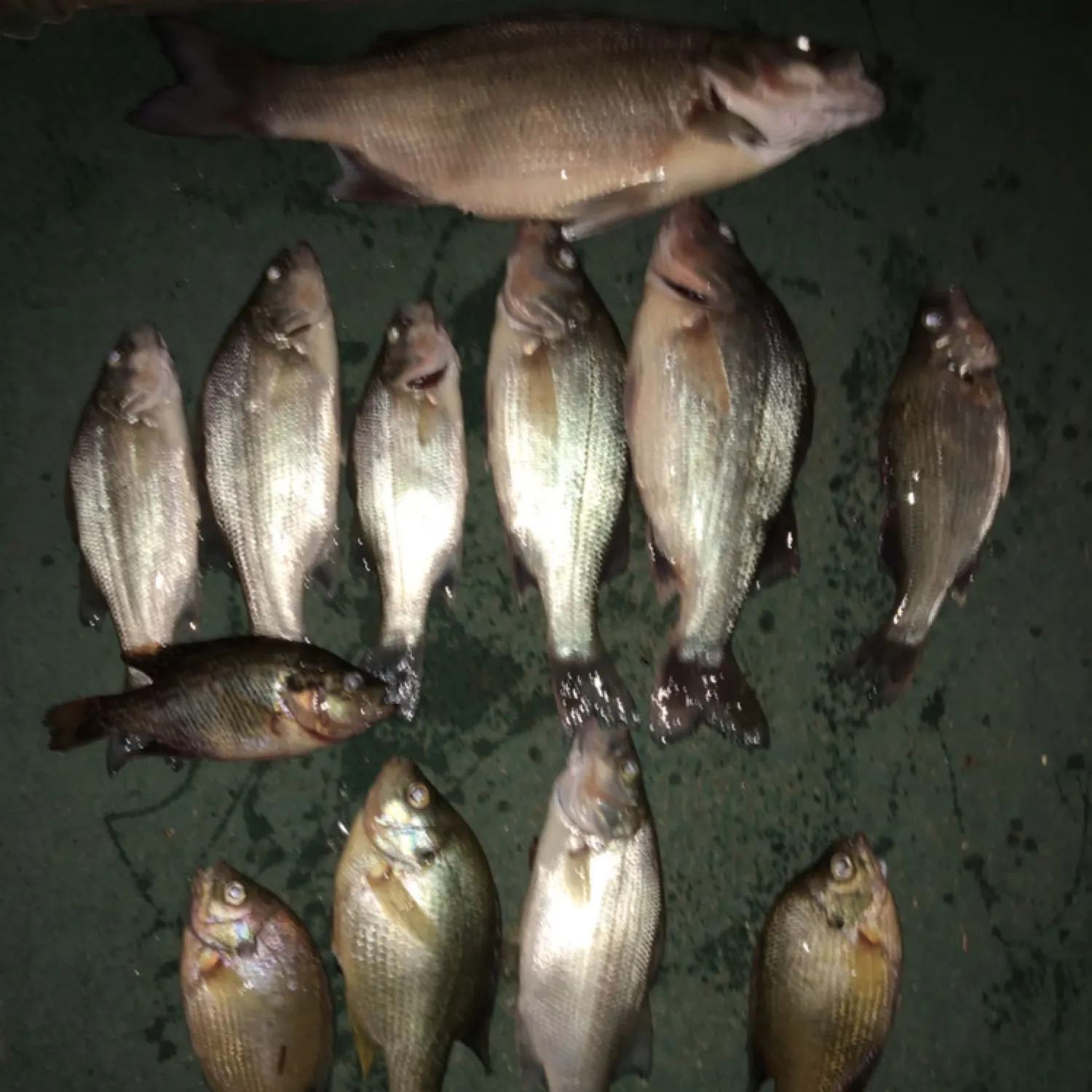 recently logged catches