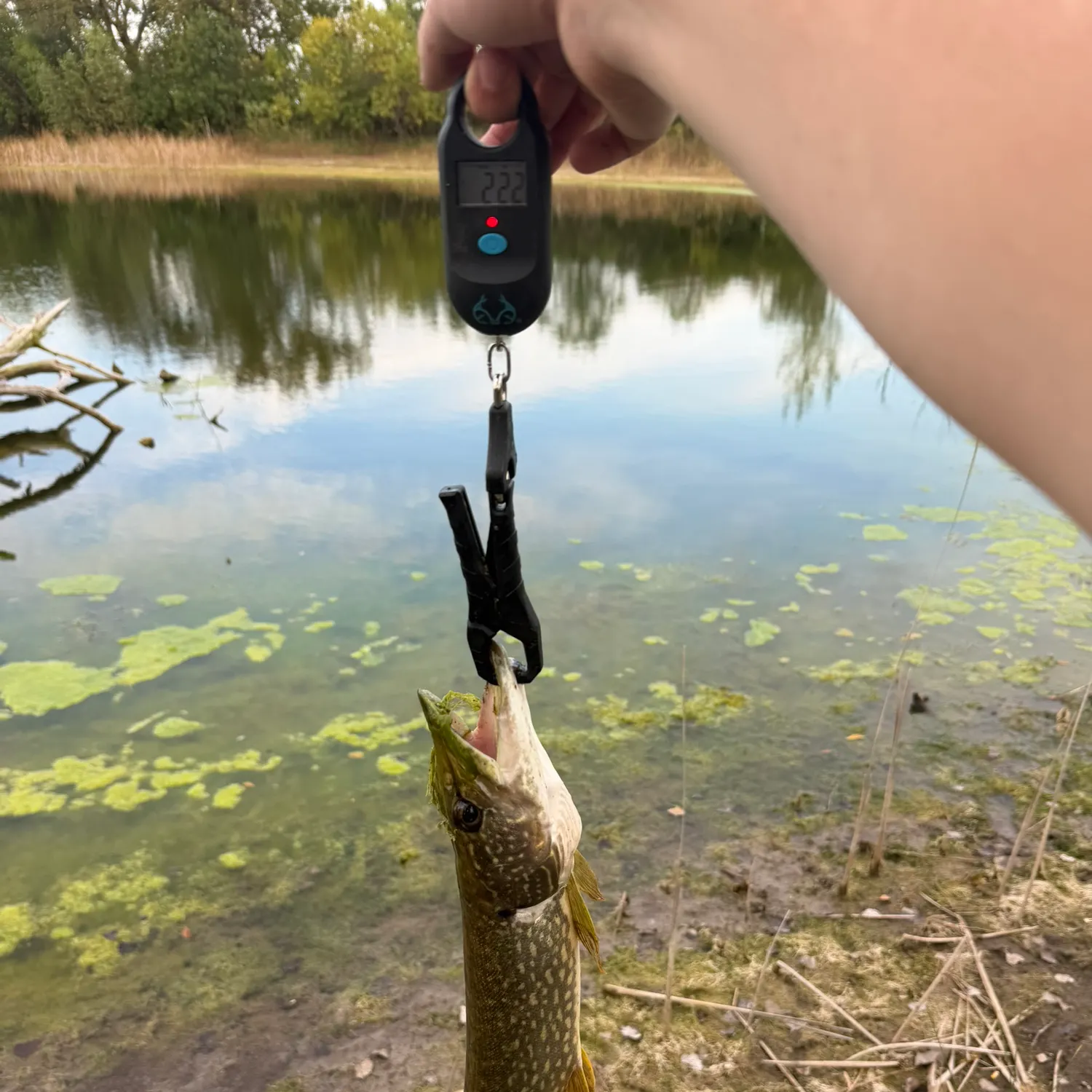 Northern pike caught on Fishbrain