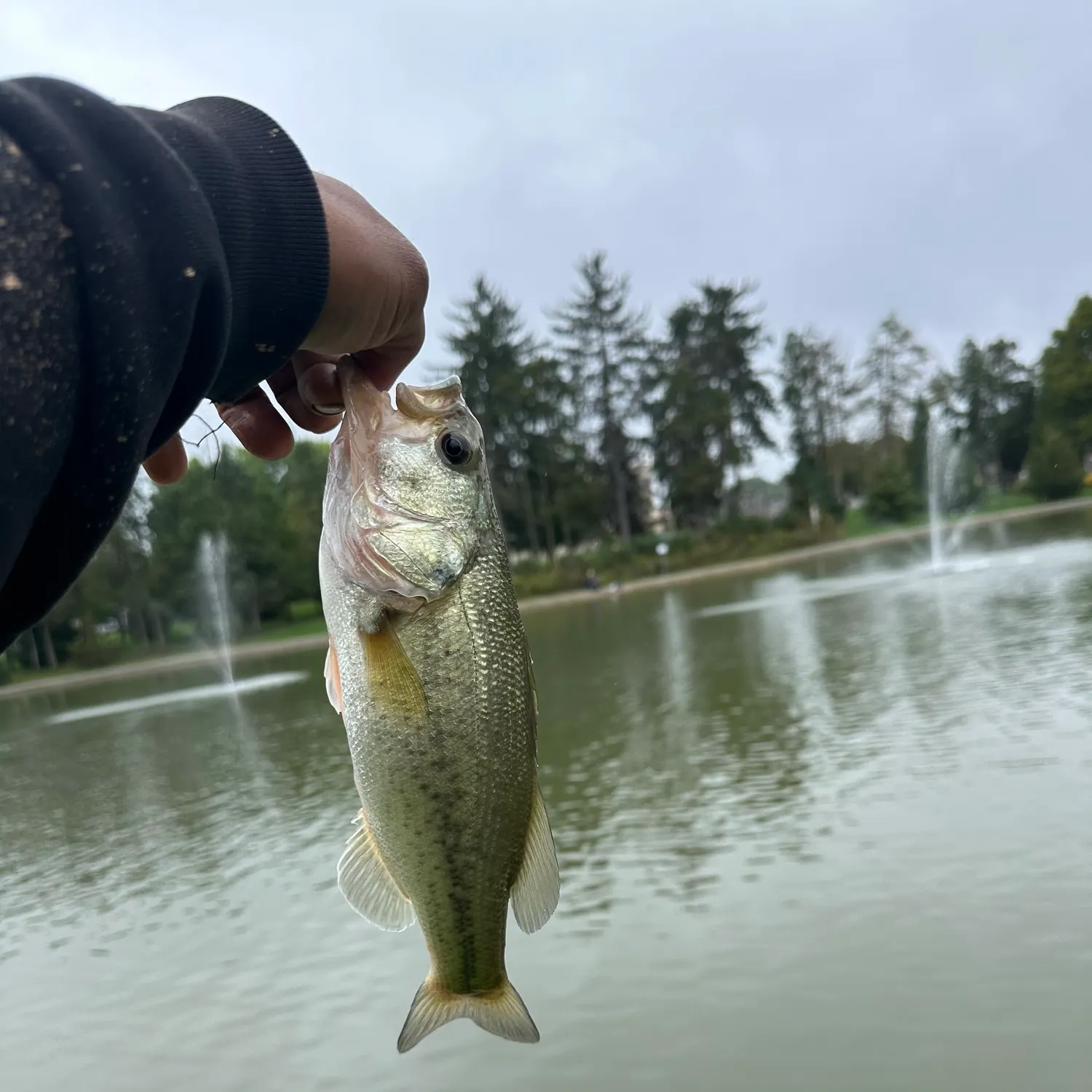 angler catch