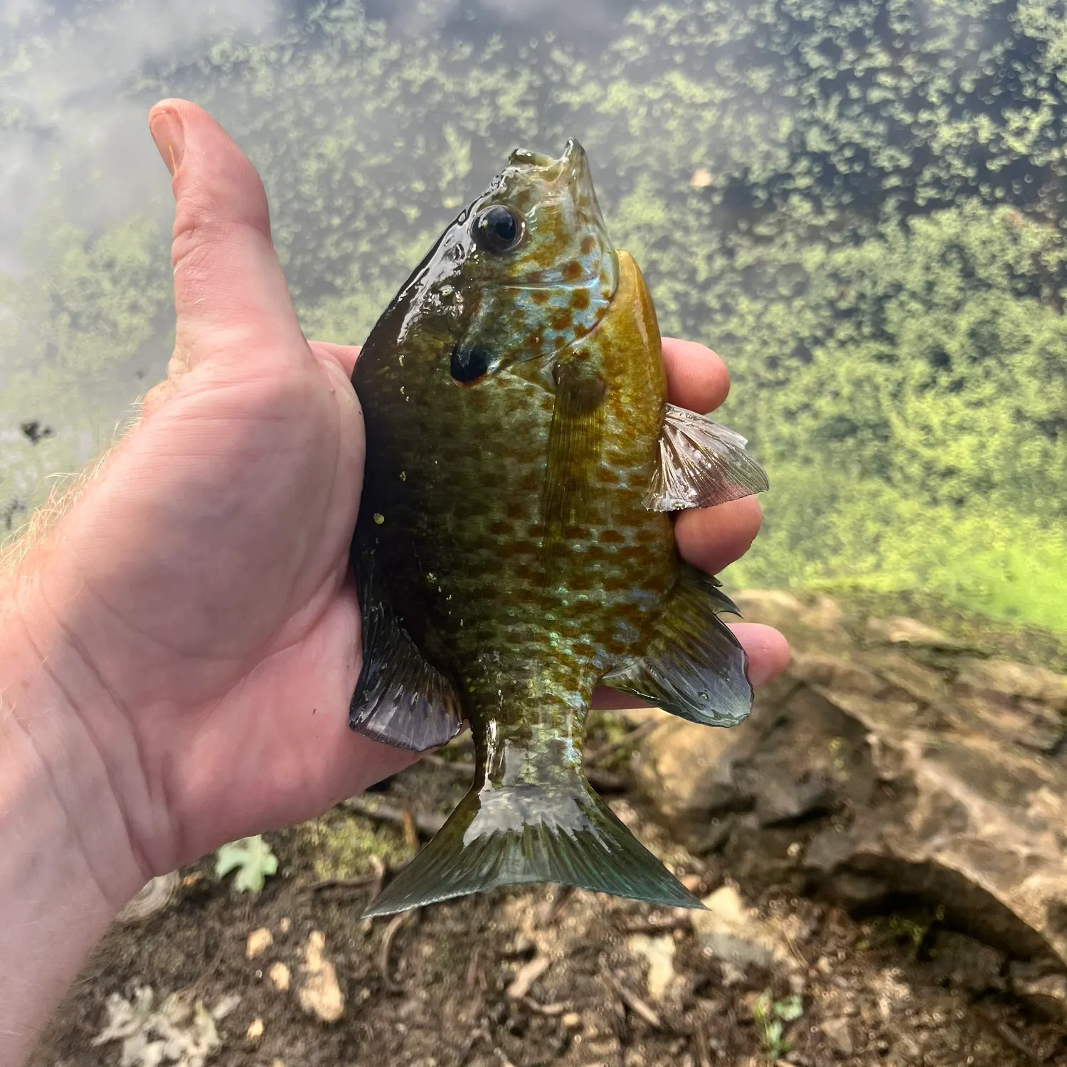 Pumpkinseed caught on Fishbrain