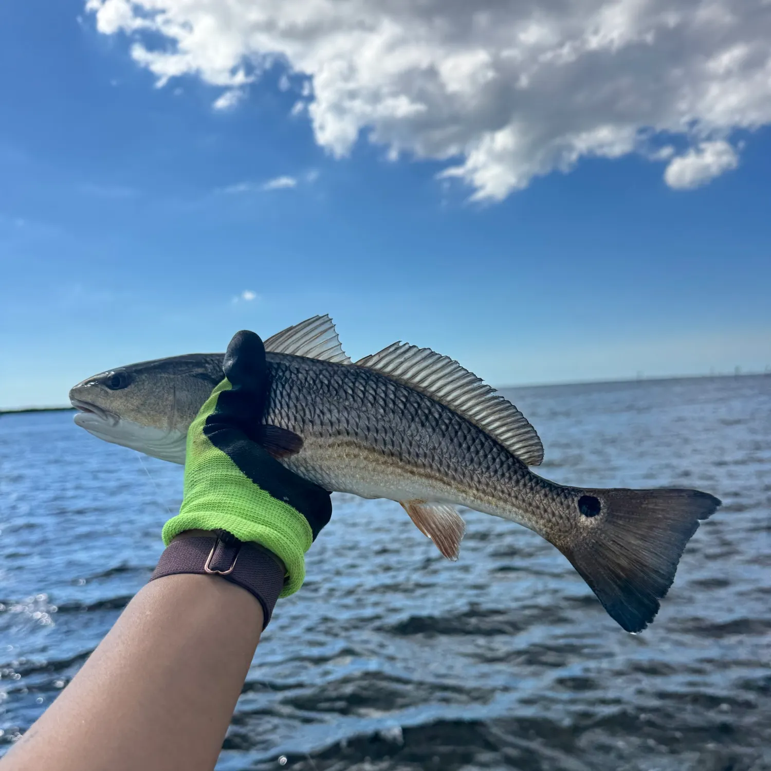 Red drum caught on Fishbrain