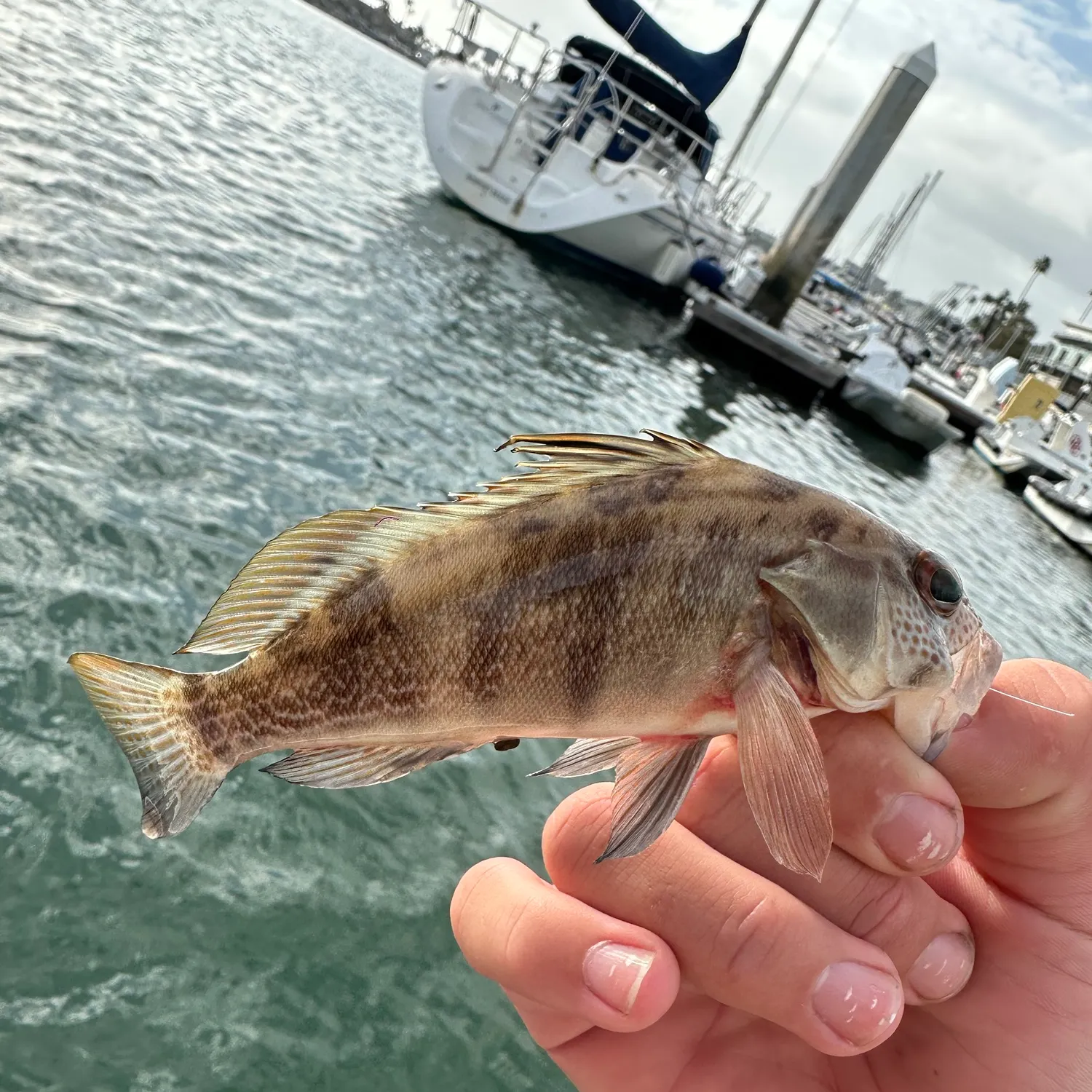 Barred sand bass caught on Fishbrain