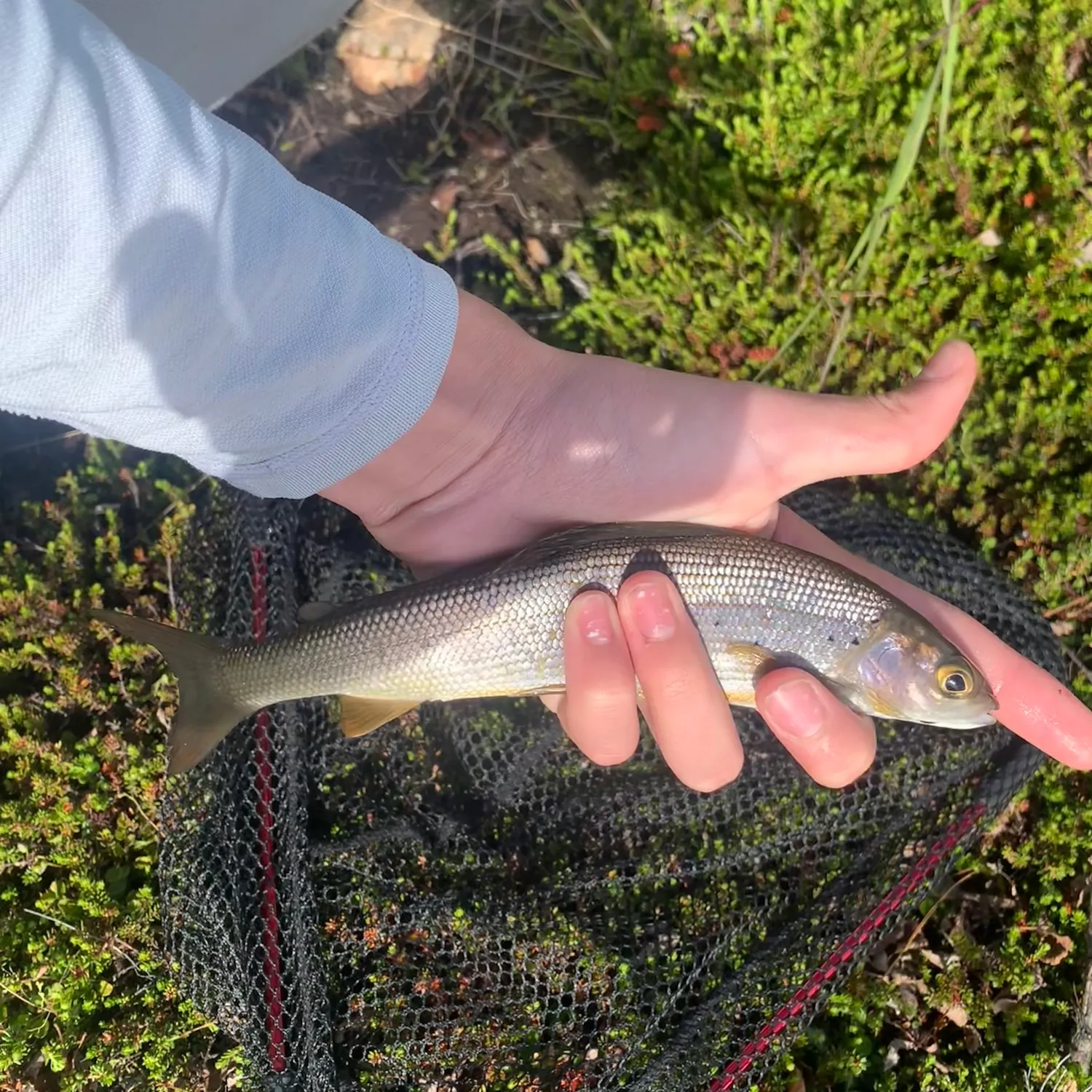 The most recent Arctic grayling catches on Fishbrain