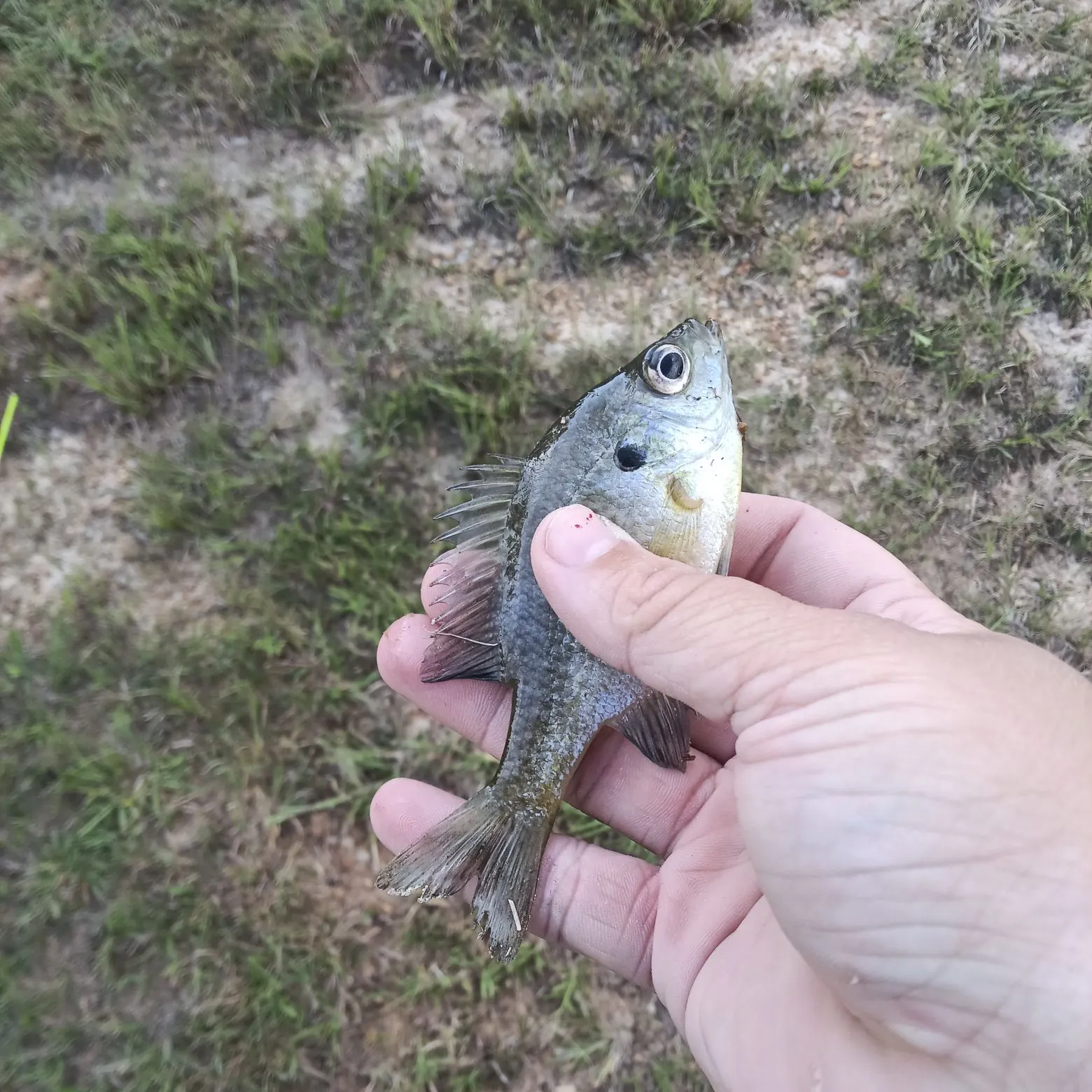 Bluegill caught on Fishbrain