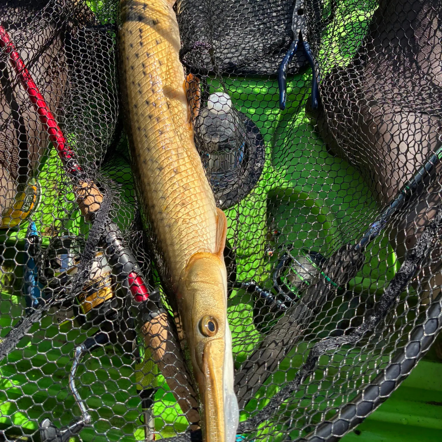 The most recent Longnose gar catches on Fishbrain