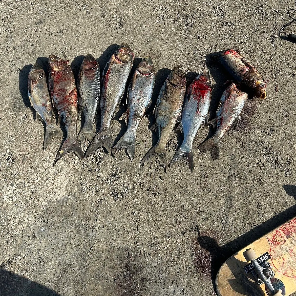 The most recent Silver carp catches on Fishbrain