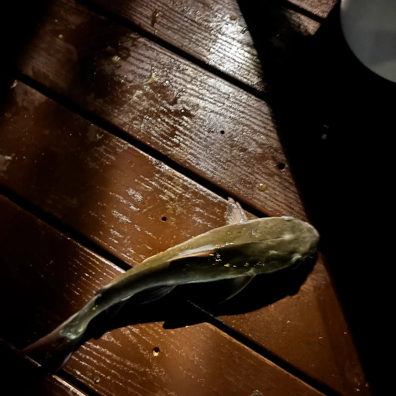 Channel catfish caught on Fishbrain