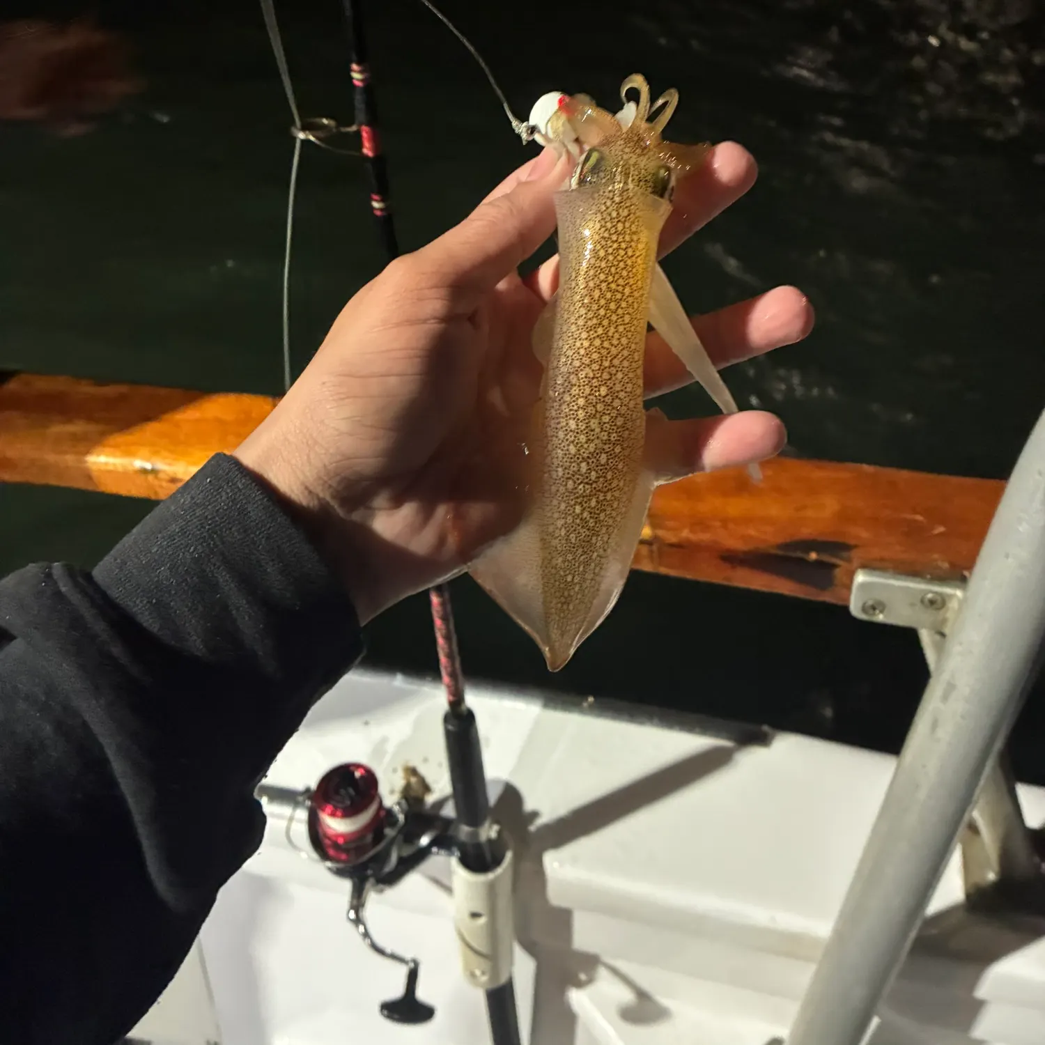 The most recent Bigfin reef squid catches on Fishbrain