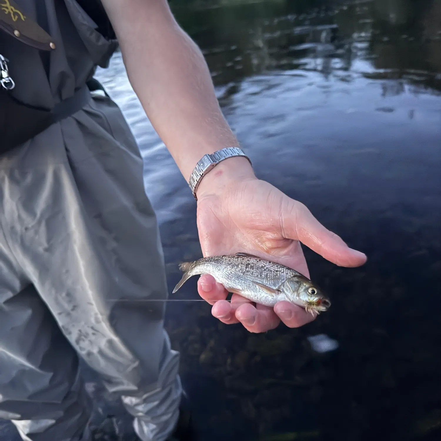 The most recent Mountain whitefish catches on Fishbrain