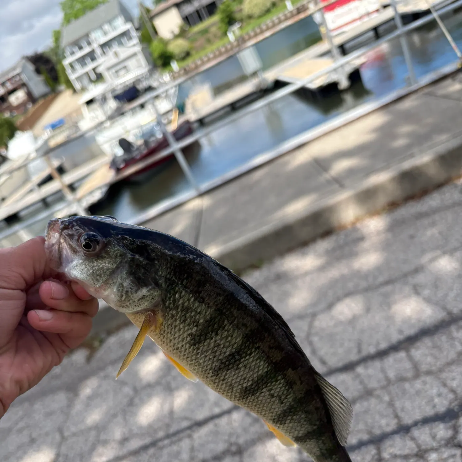 catch