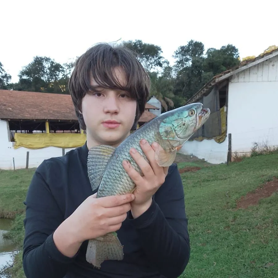 The most recent Giant trahira catches on Fishbrain