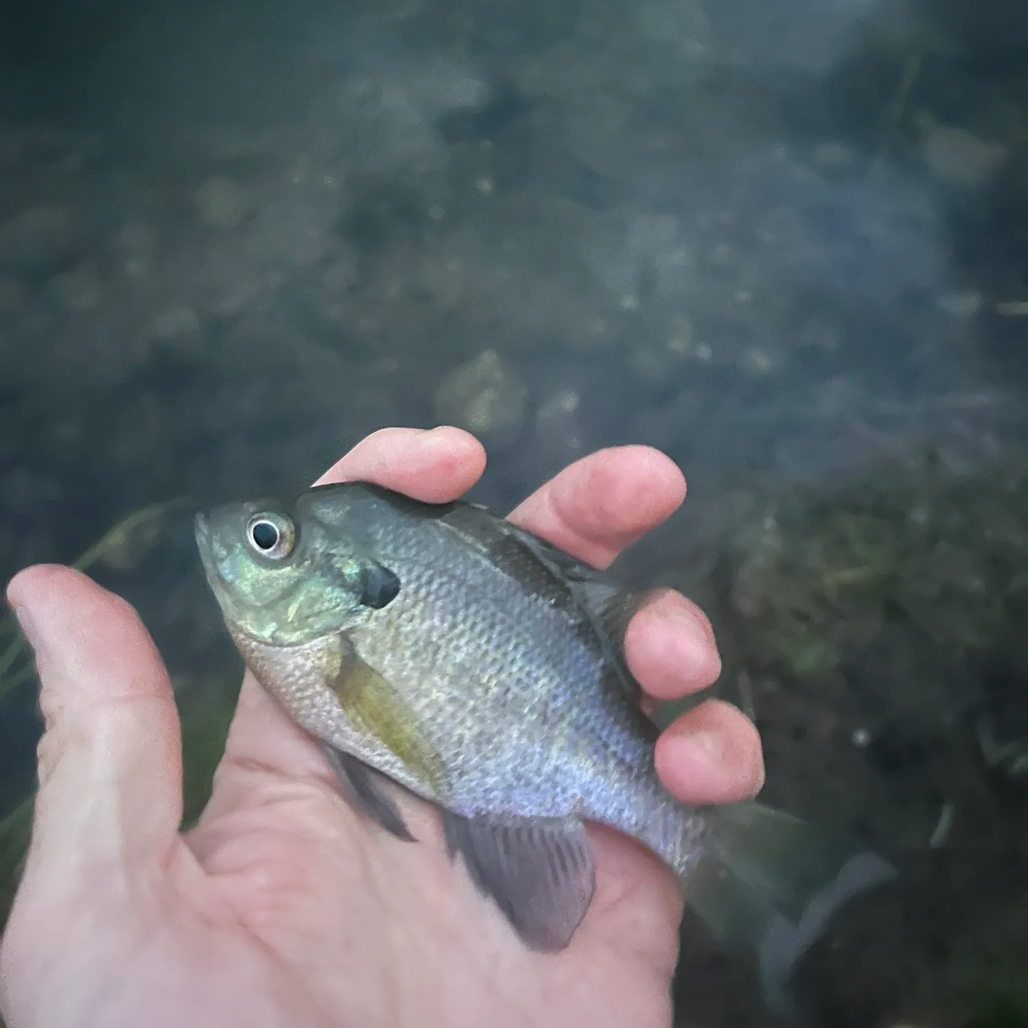 Bluegill caught on Fishbrain