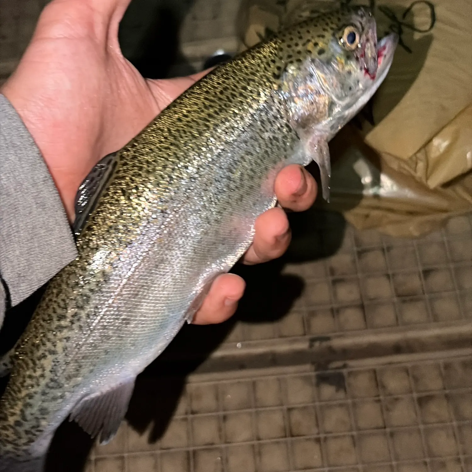 The most recent Rainbow trout catches on Fishbrain