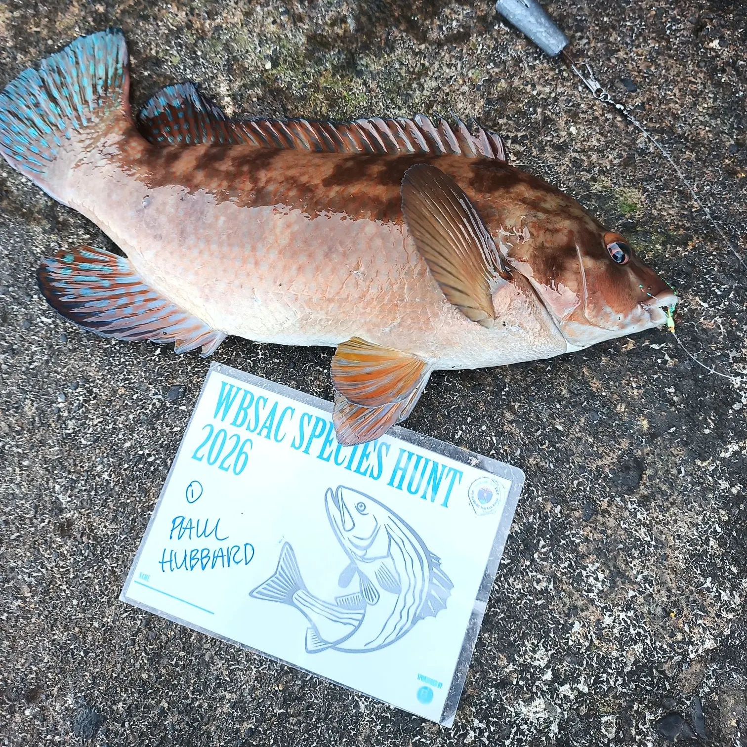 The most recent Ballan wrasse catches on Fishbrain