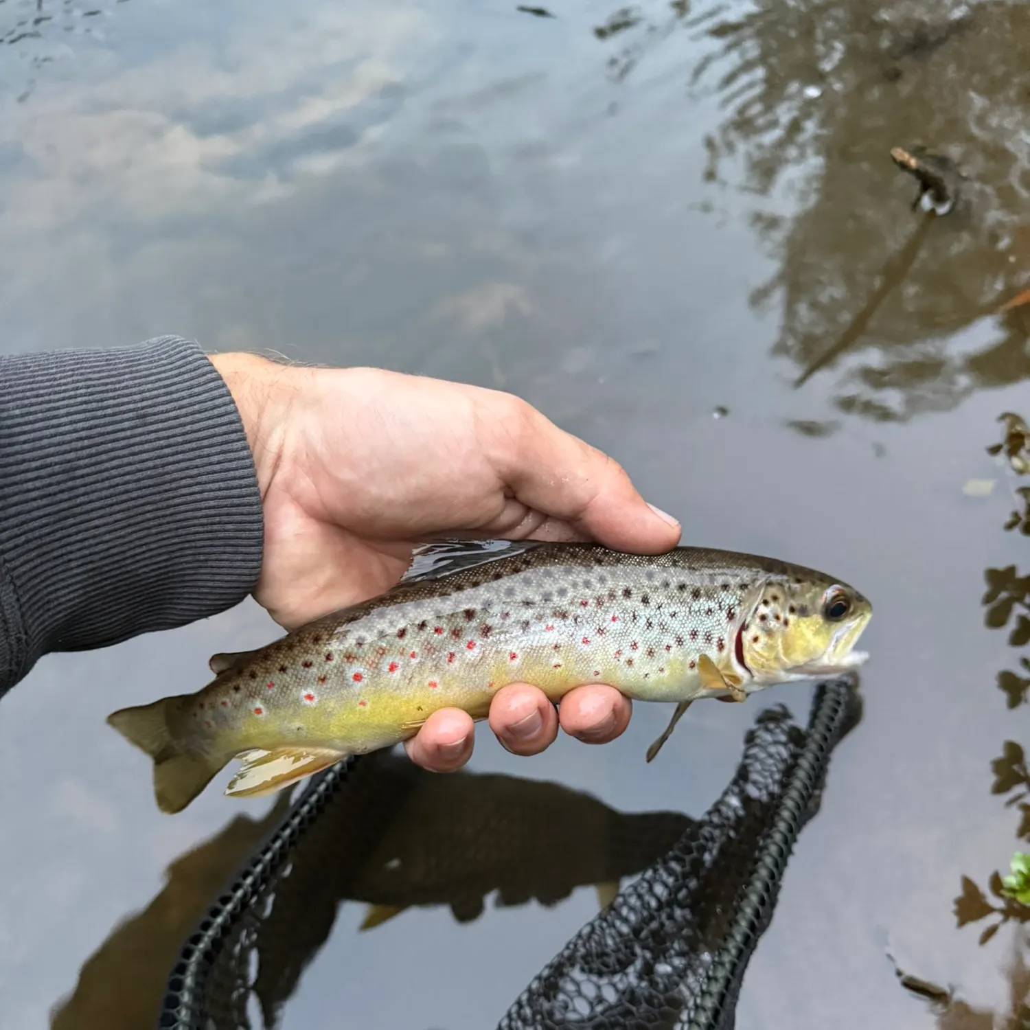 Brown trout caught on Fishbrain