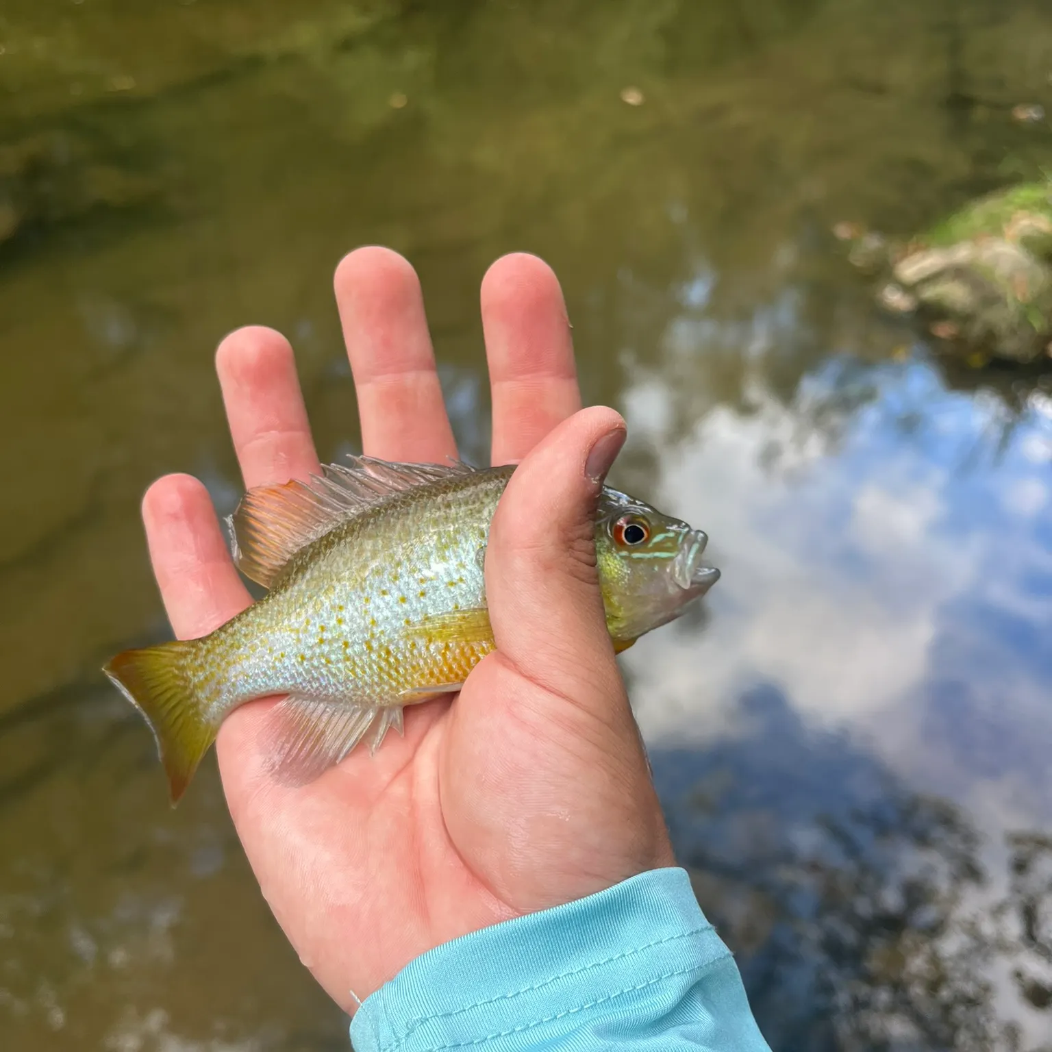 The most recent Redbreast sunfish catches on Fishbrain