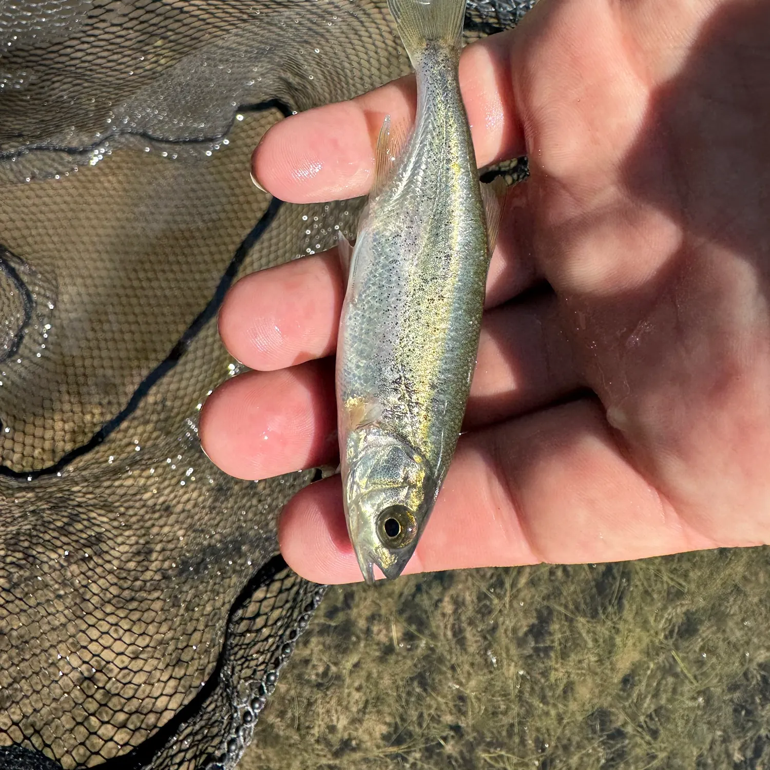 The most recent Redside shiner catches on Fishbrain