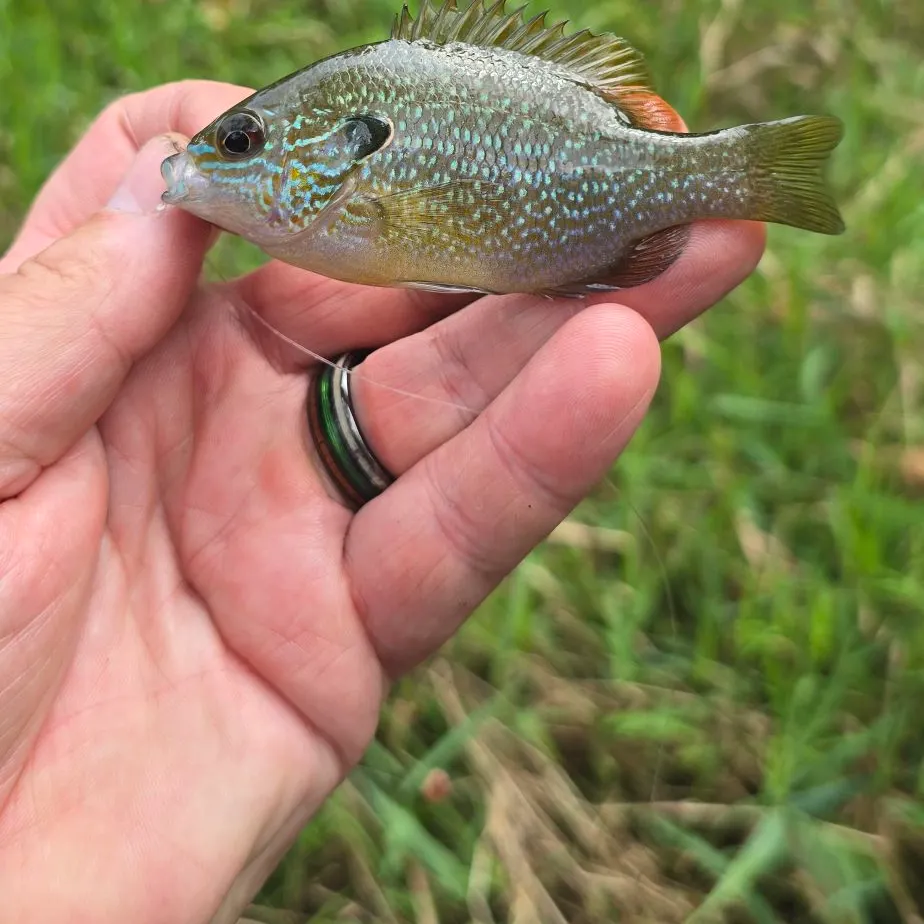 Green sunfish caught on Fishbrain