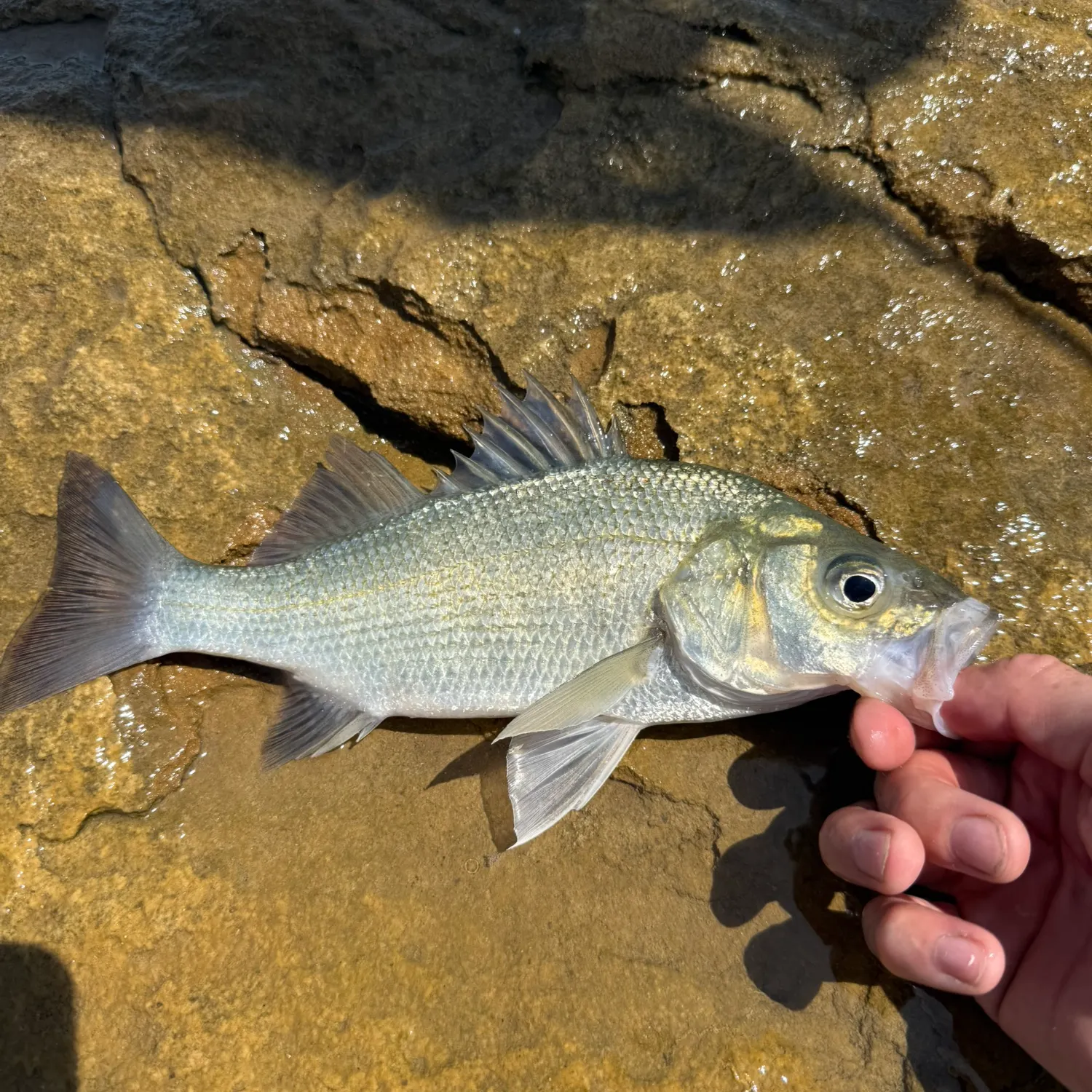 White bass caught on Fishbrain