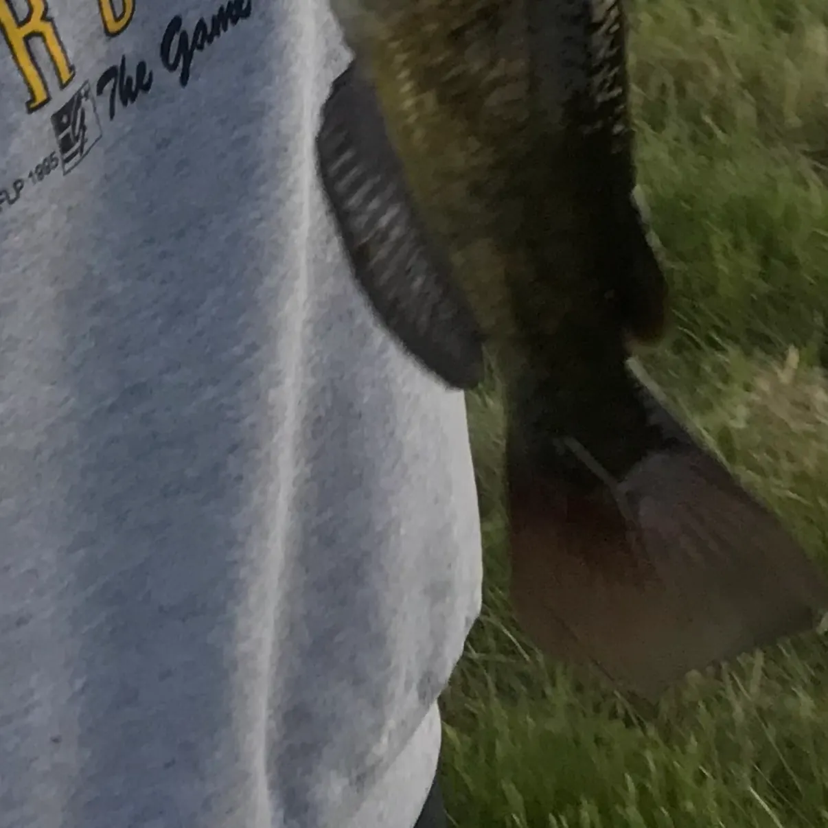 Brown bullhead caught on Fishbrain
