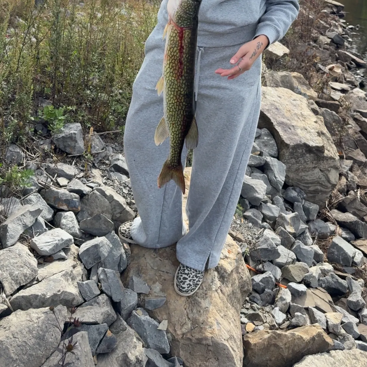 Chain pickerel caught on Fishbrain