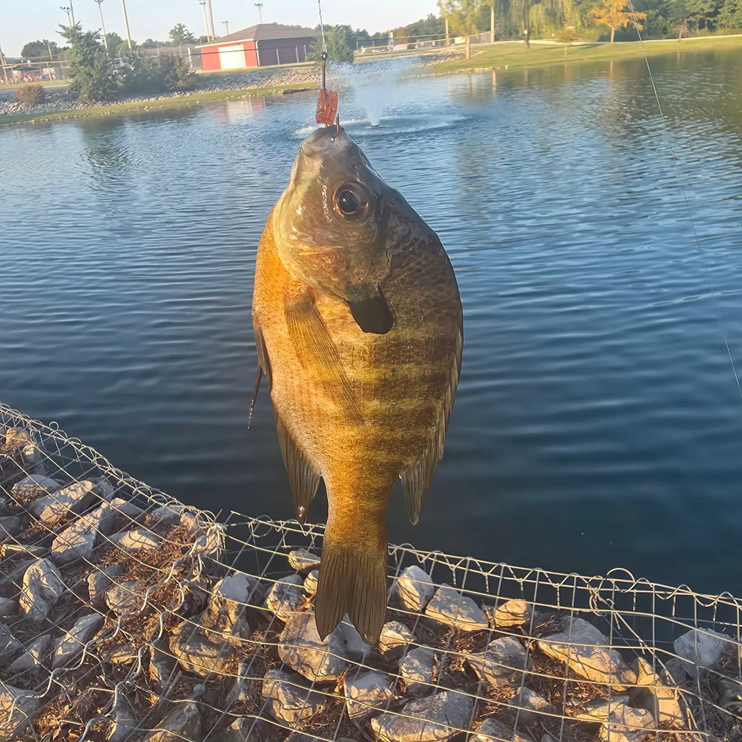 Bluegill caught on Fishbrain