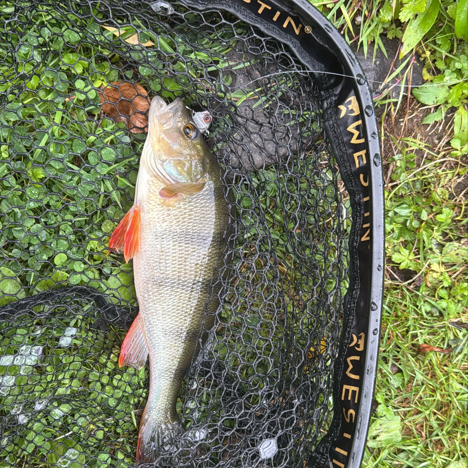 European perch caught on Fishbrain