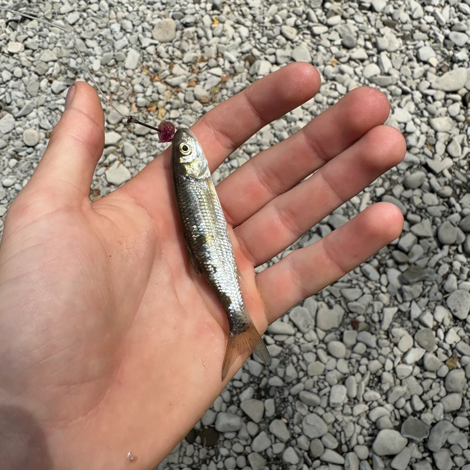 The most recent Striped shiner catches on Fishbrain
