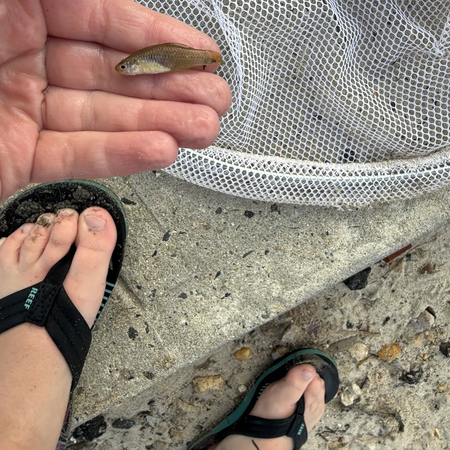 The most recent Striped killifish catches on Fishbrain