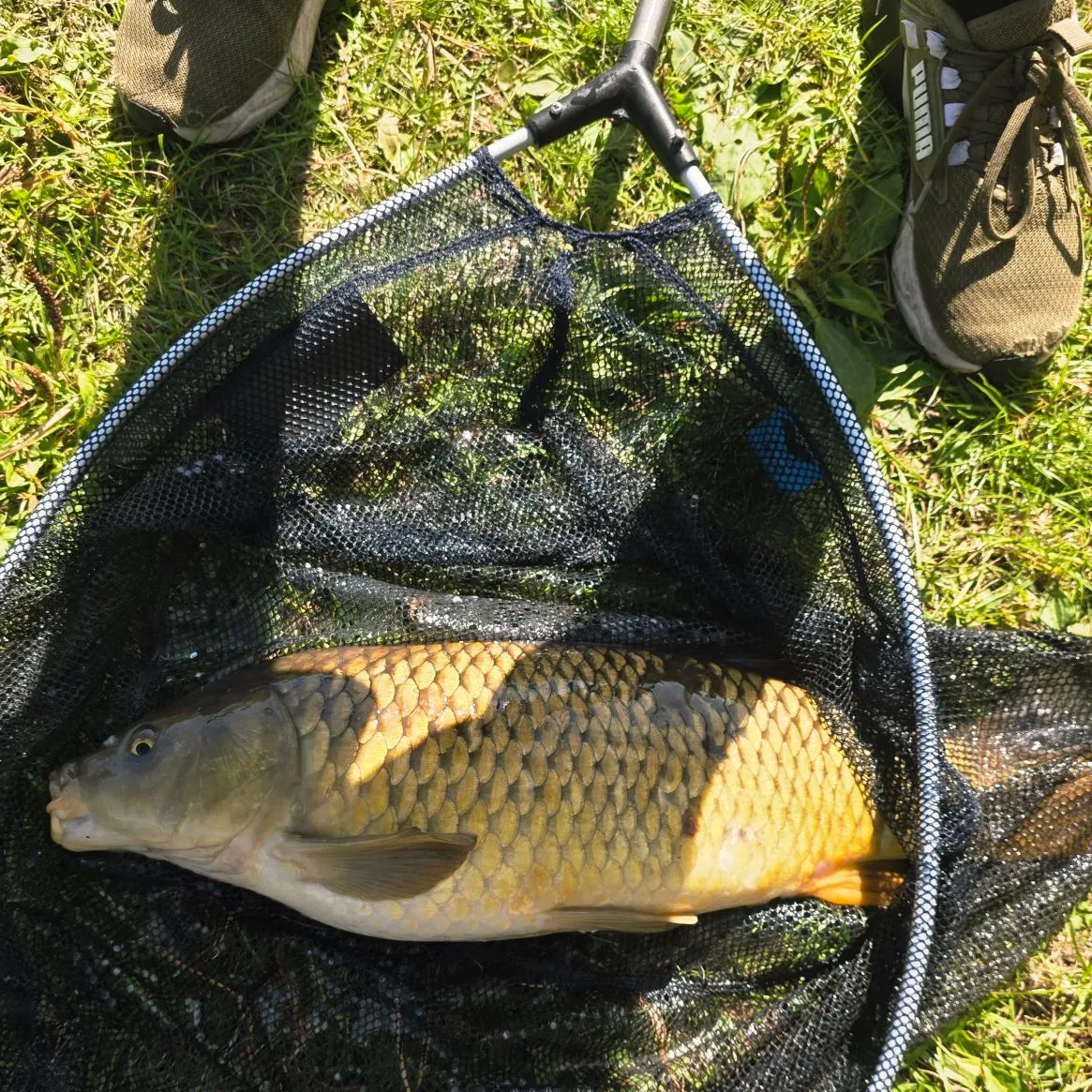 Common carp caught on Fishbrain