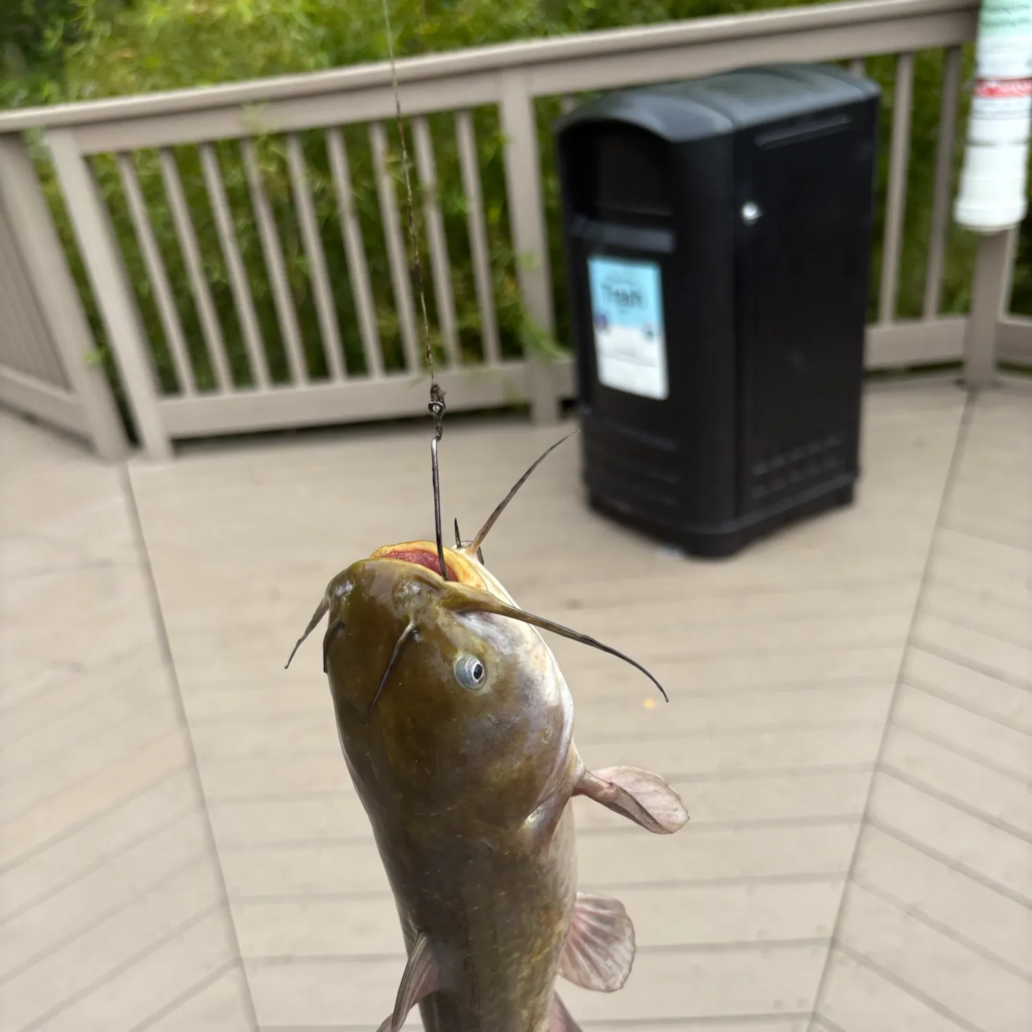 Black bullhead caught on Fishbrain